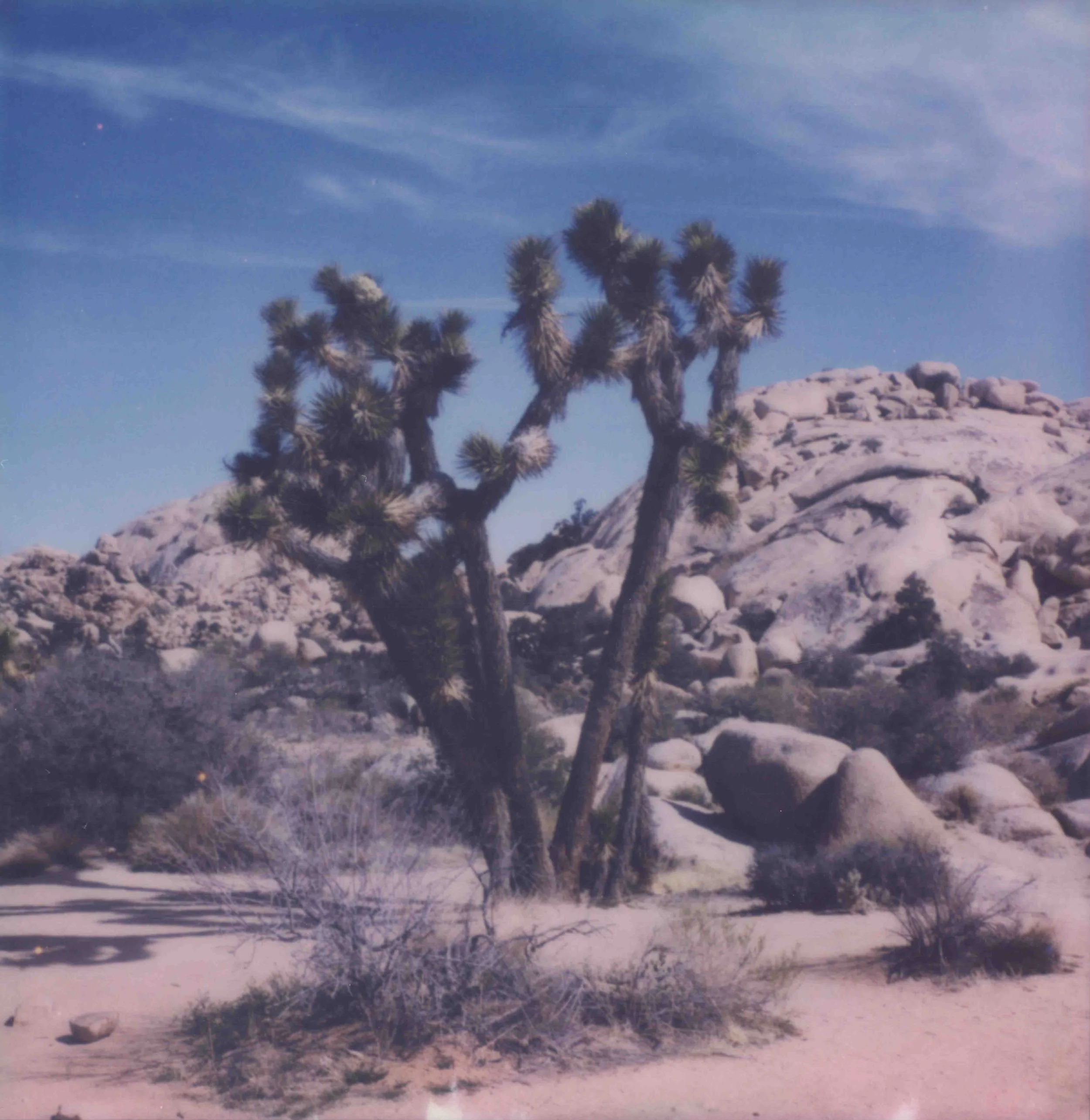 pscan_2026_joshuatree-2.jpg