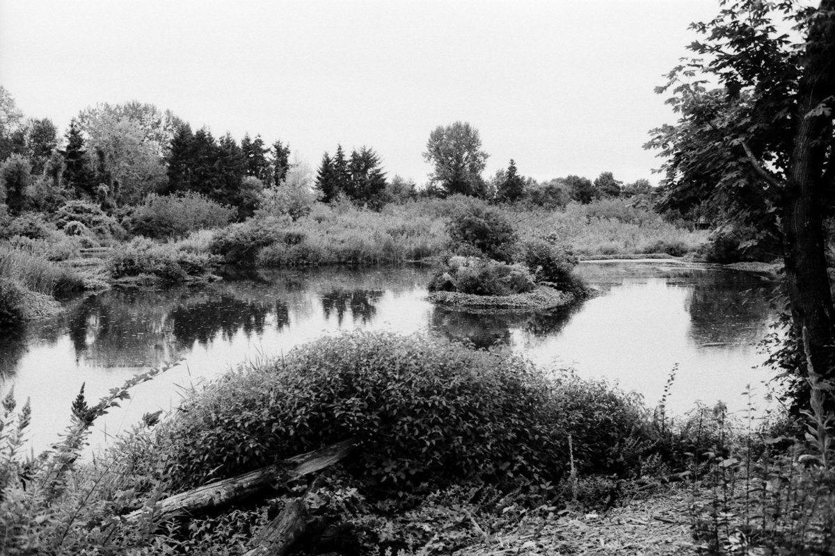 Black and white photo of a river with lush trees and bushes along its banks.