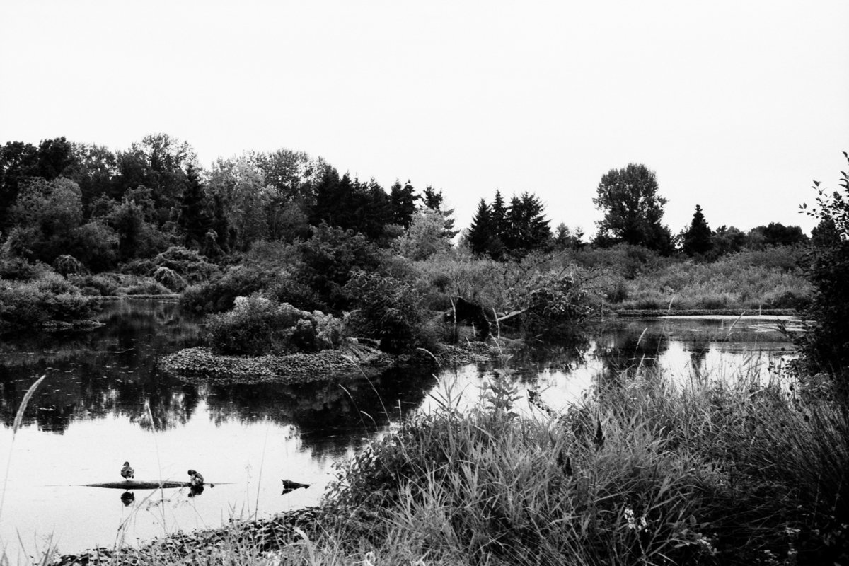 Black and white photo of a serene river surrounded by trees and bushes, with birds on the water and tall grass in the foreground.