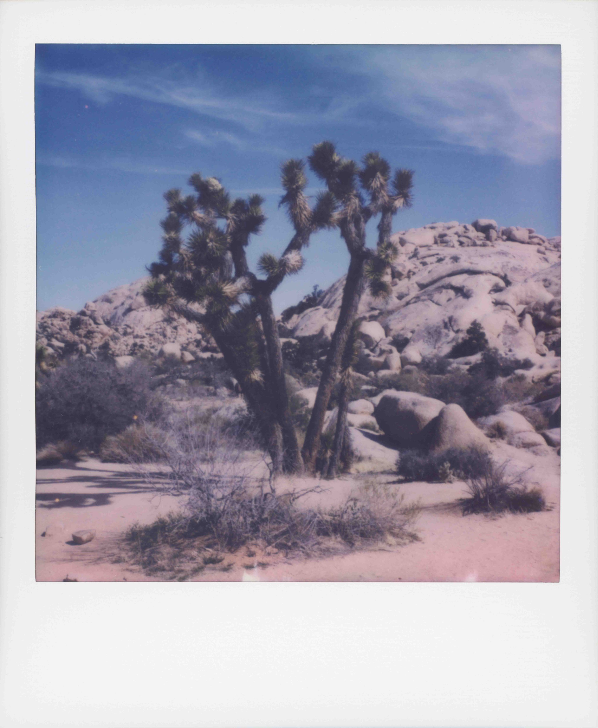pscan_2026_joshuatree.jpg