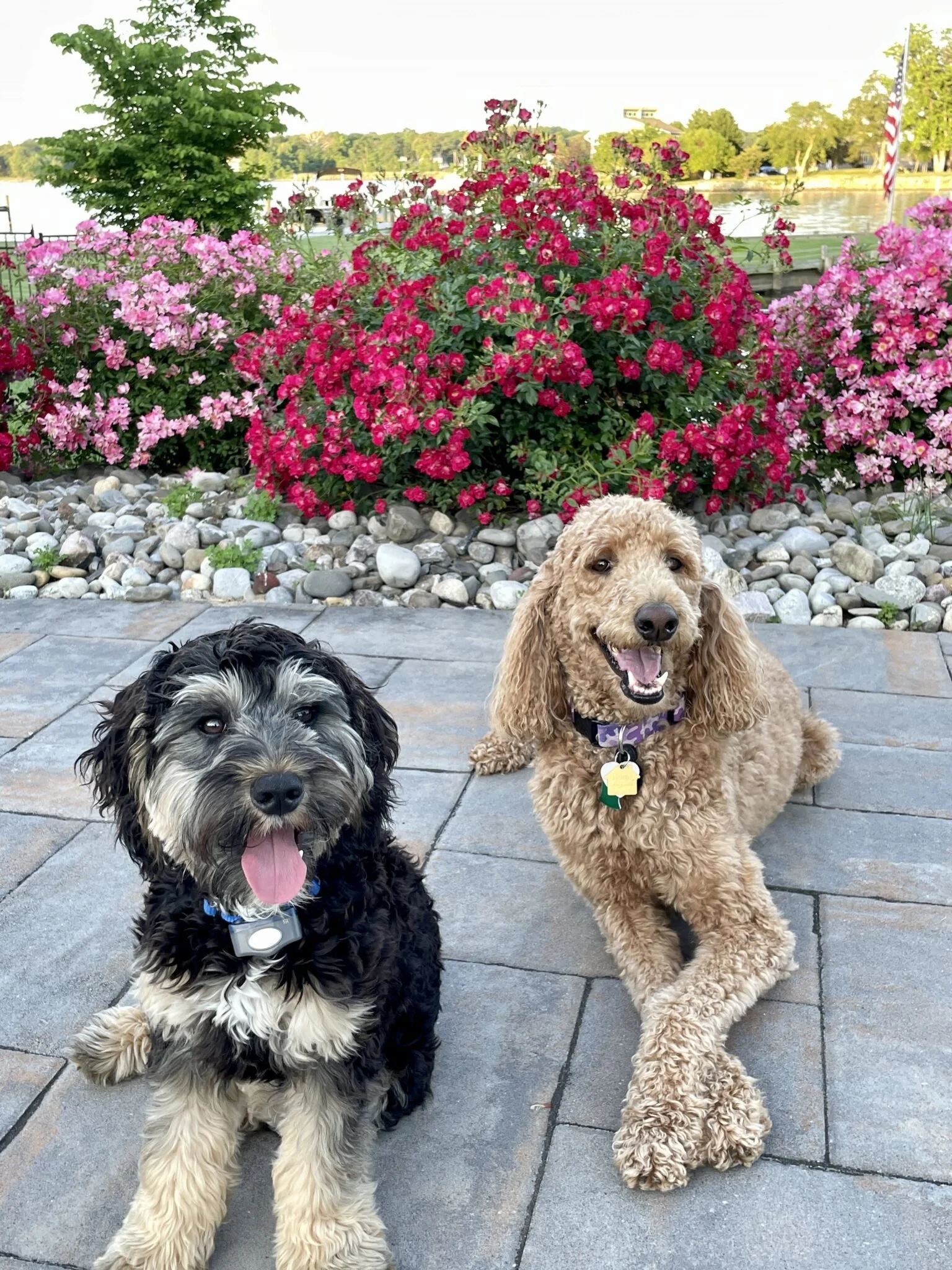 Two dogs, Scout and Nala, KD Designs' Doogie Designers in Training, sitting on a paved area in front of a bed of pink and red flowers near a lake with trees and a flag in the background.