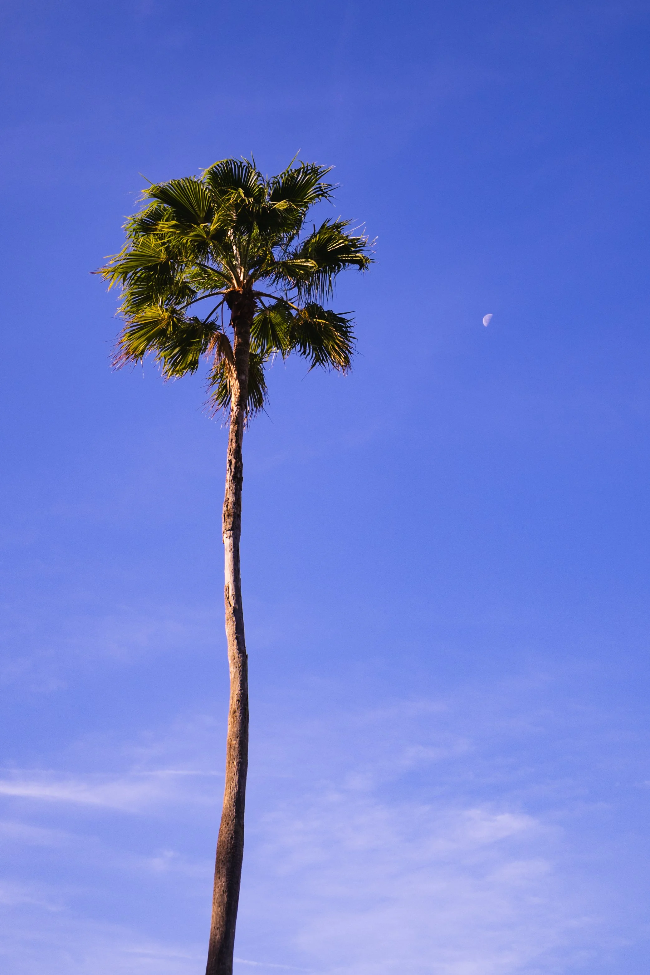 Palm Tree by the Moon