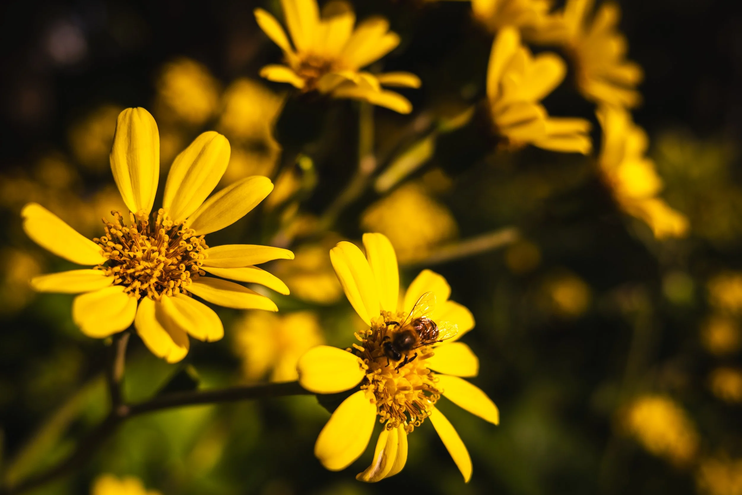 Close-up of a bee on a yellow flower with several other yellow flowers in the background