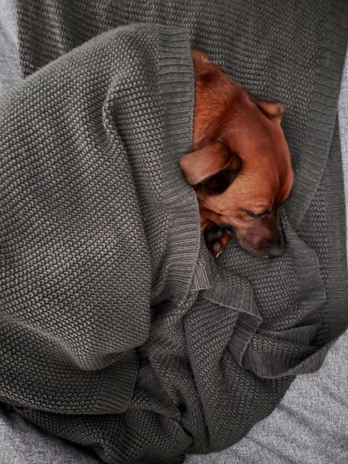 Cozy weekend vibes from our Chief Cozy Officer. 🐕🐾🦴

Stay Cozy 🏕️

#campnorthandco #staycozy #dogsofinstagram #greenbay