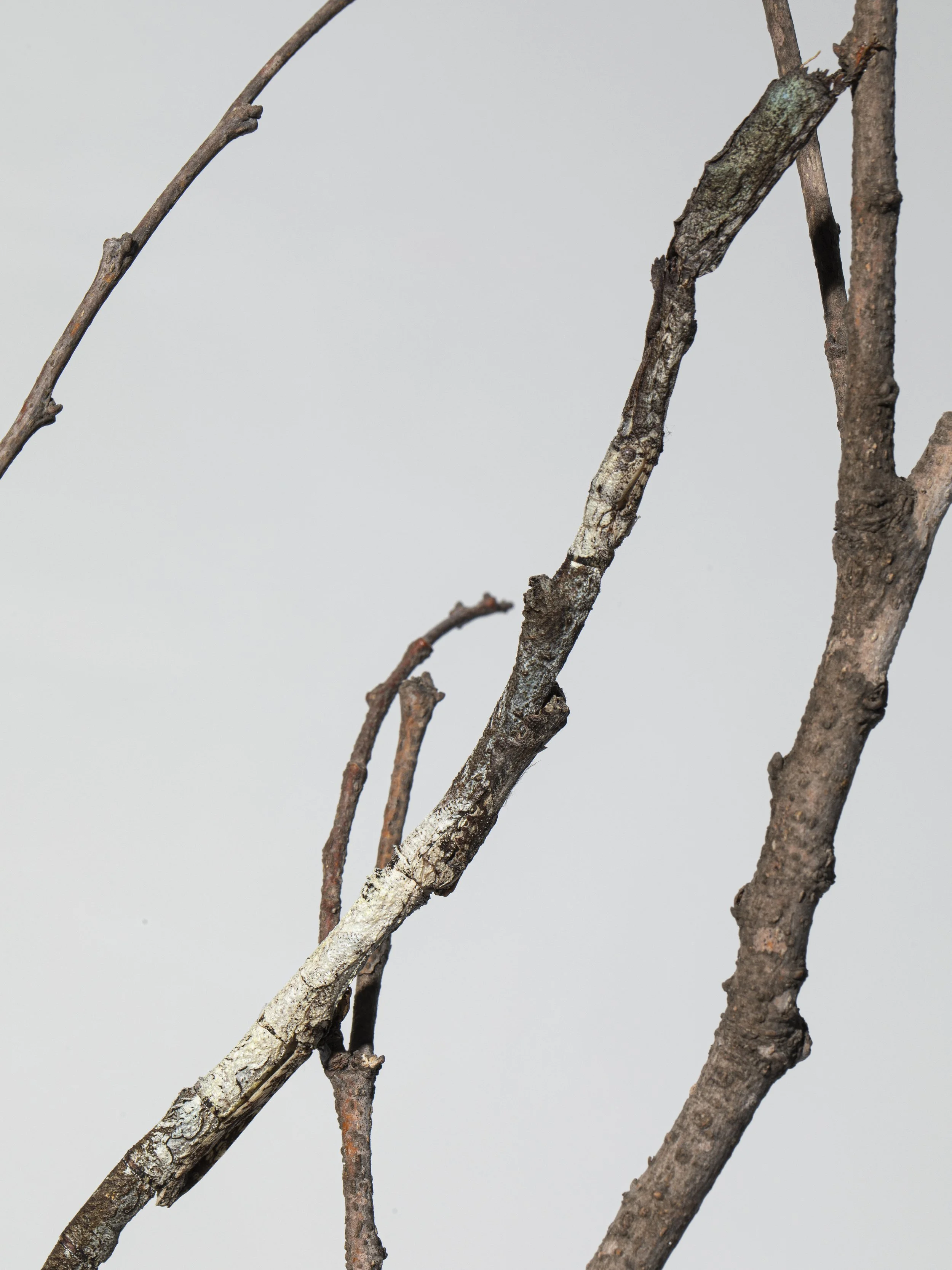 Hermagoras sigillatus, female in camouflage position (detail), 2025, preserved female specimen of stick insect Hermagoras sigillatus, tree branch, MDF base covered with walnut burl veneer, 50.5x23.7x23.7 cm