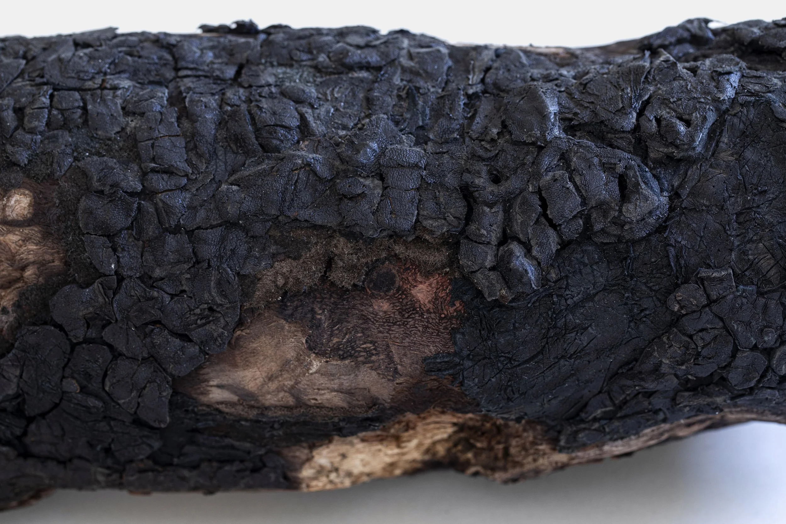 Live Timber (detail), 2020, Eucalyptus found timber, recycled leather, 40.5x14.2x13.2 cm