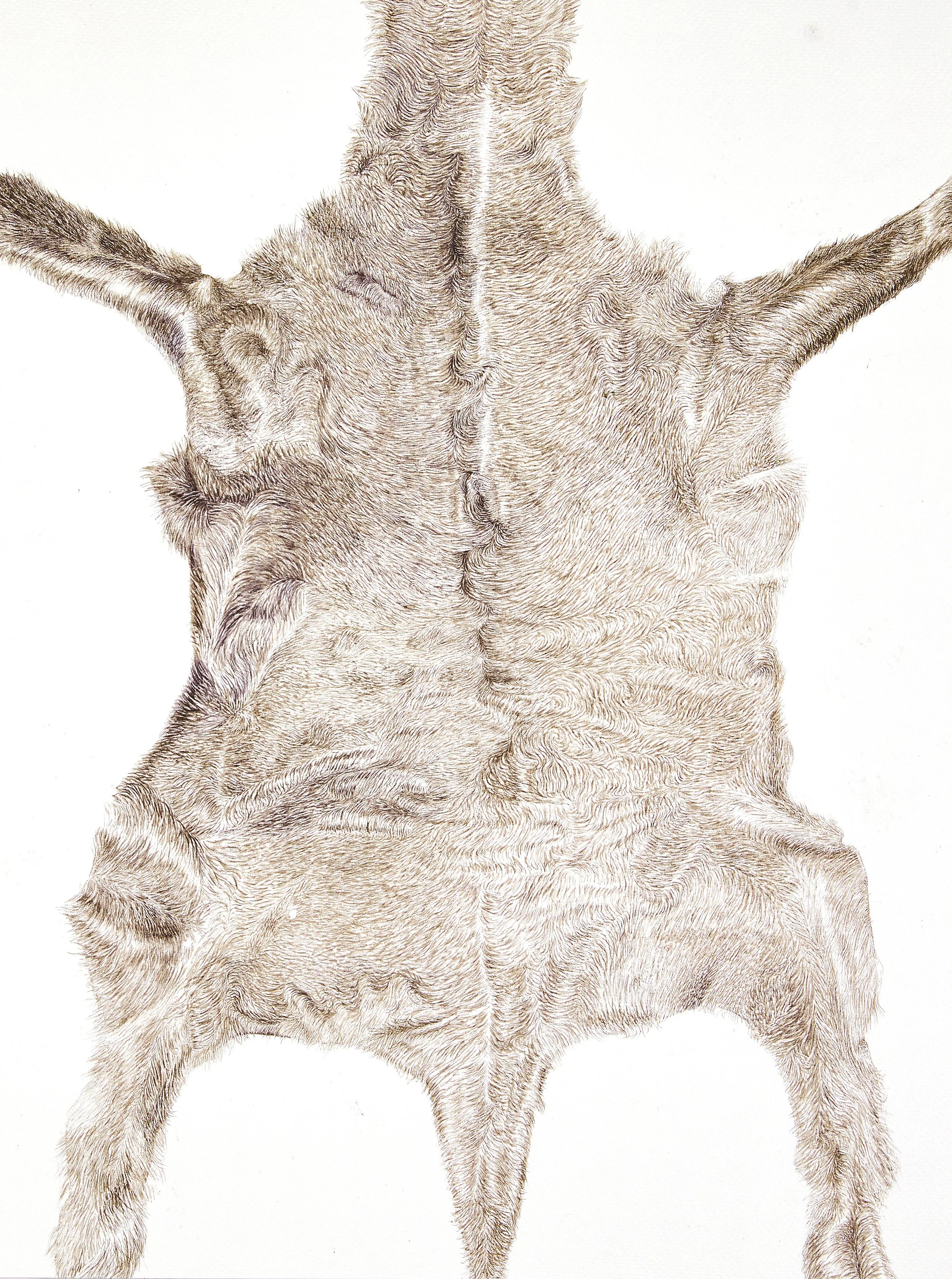 Karakul Lamb, 2023
Watercolor on paper
48x36 cm (framed in Oak tree: 53x41 cm)