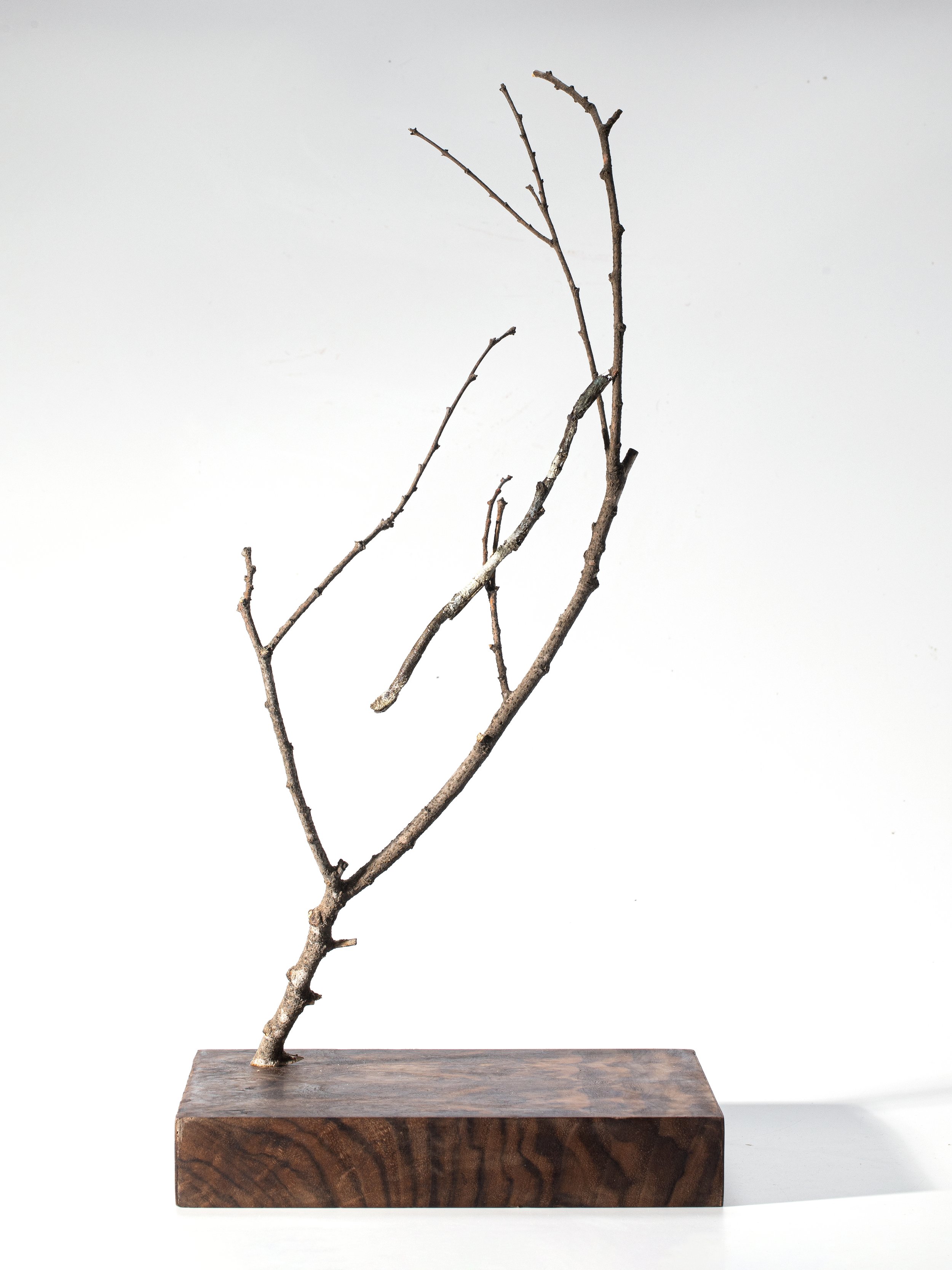 Hermagoras sigillatus, female in camouflage position, 2025, preserved female specimen of stick insect Hermagoras sigillatus, tree branch, MDF base covered with walnut burl veneer, 50.5x23.7x23.7 cm