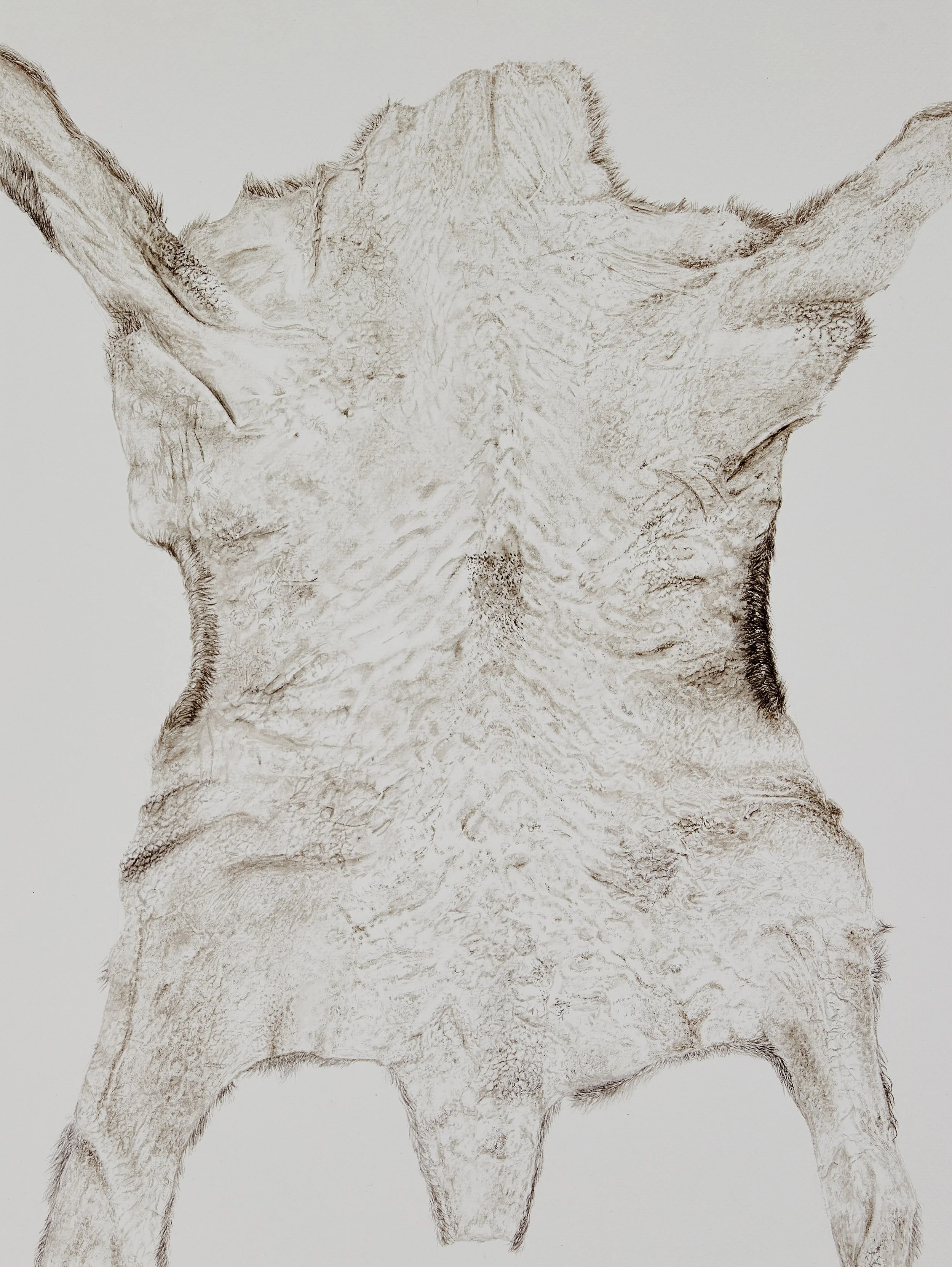 Karakul lamb, 2023, watercolor on paper, 48x36 cm