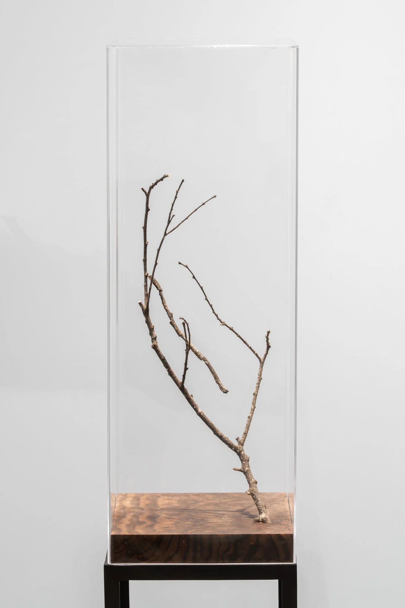 Hermagoras sigillatus, female in camouflage position (detail), 2025, preserved female specimen of stick insect Hermagoras sigillatus, tree branch, MDF base covered with walnut burl veneer, 50.5x23.7x23.7 cm