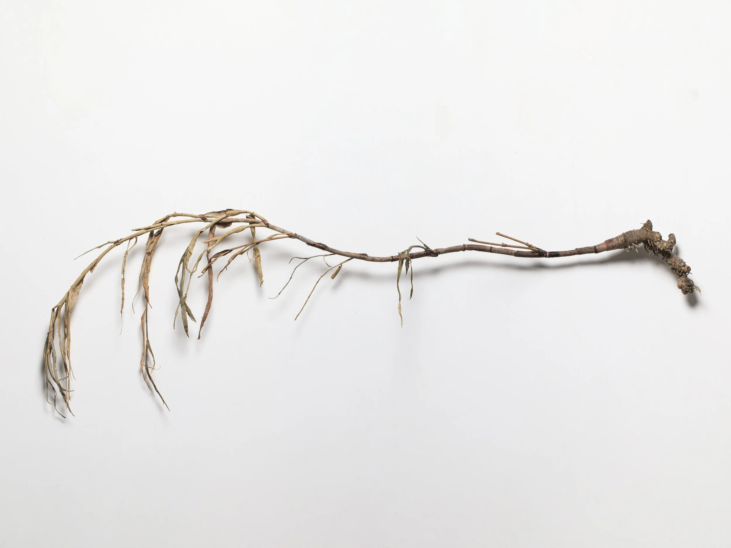 Arundo donax, 2025, recycled leather, wax, 190x57x20 cm