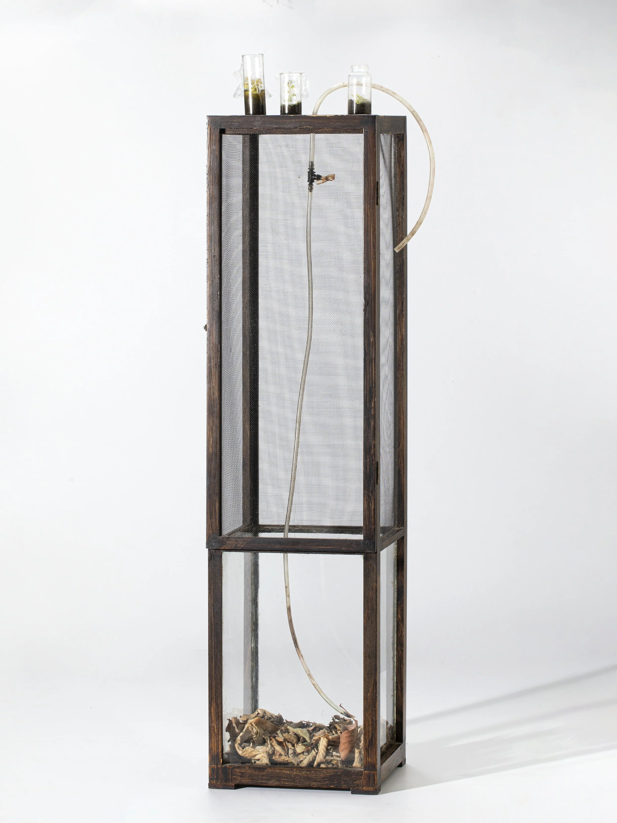 Terrarium, 2025, wood, rubber tube, plastic connector, mesh, glass, test tubes with cuttings, dried Rubus ulmifolius. sanctus leaves, eggs of stick insect Phyllium letiranti 82x19x18.5 cm