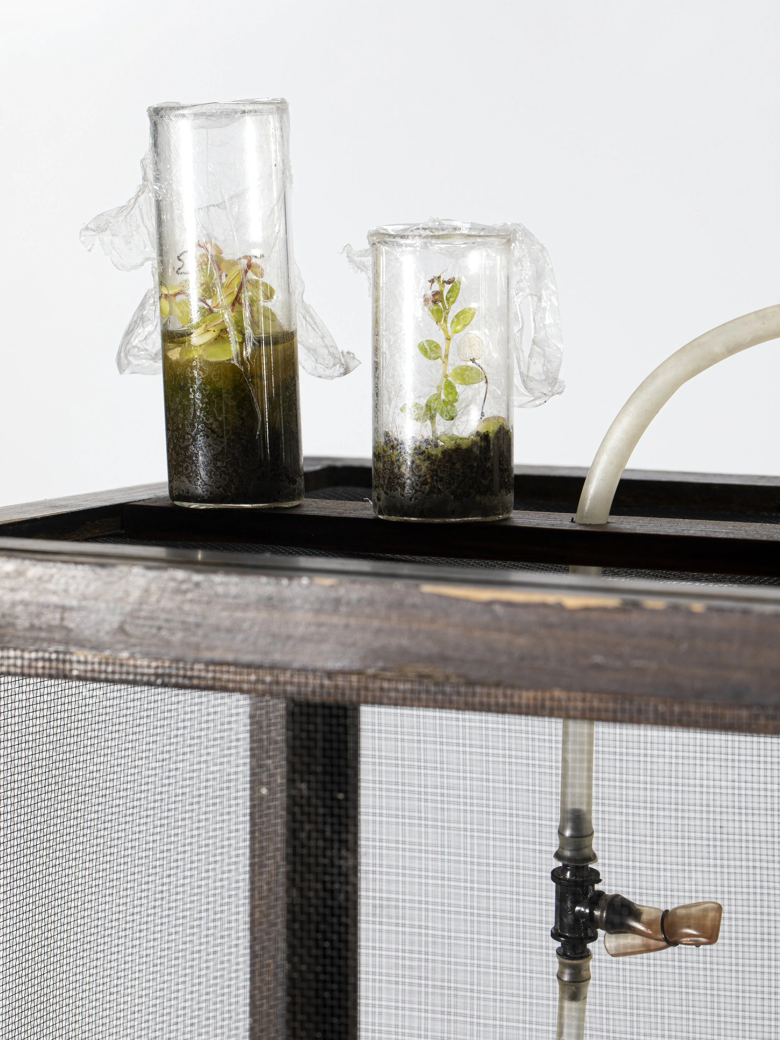Terrarium (detail), 2025, wood, rubber tube, plastic connector, mesh, glass, test tubes with cuttings, dried Rubus ulmifolius. sanctus leaves, eggs of stick insect Phyllium letiranti 82x19x18.5 cm