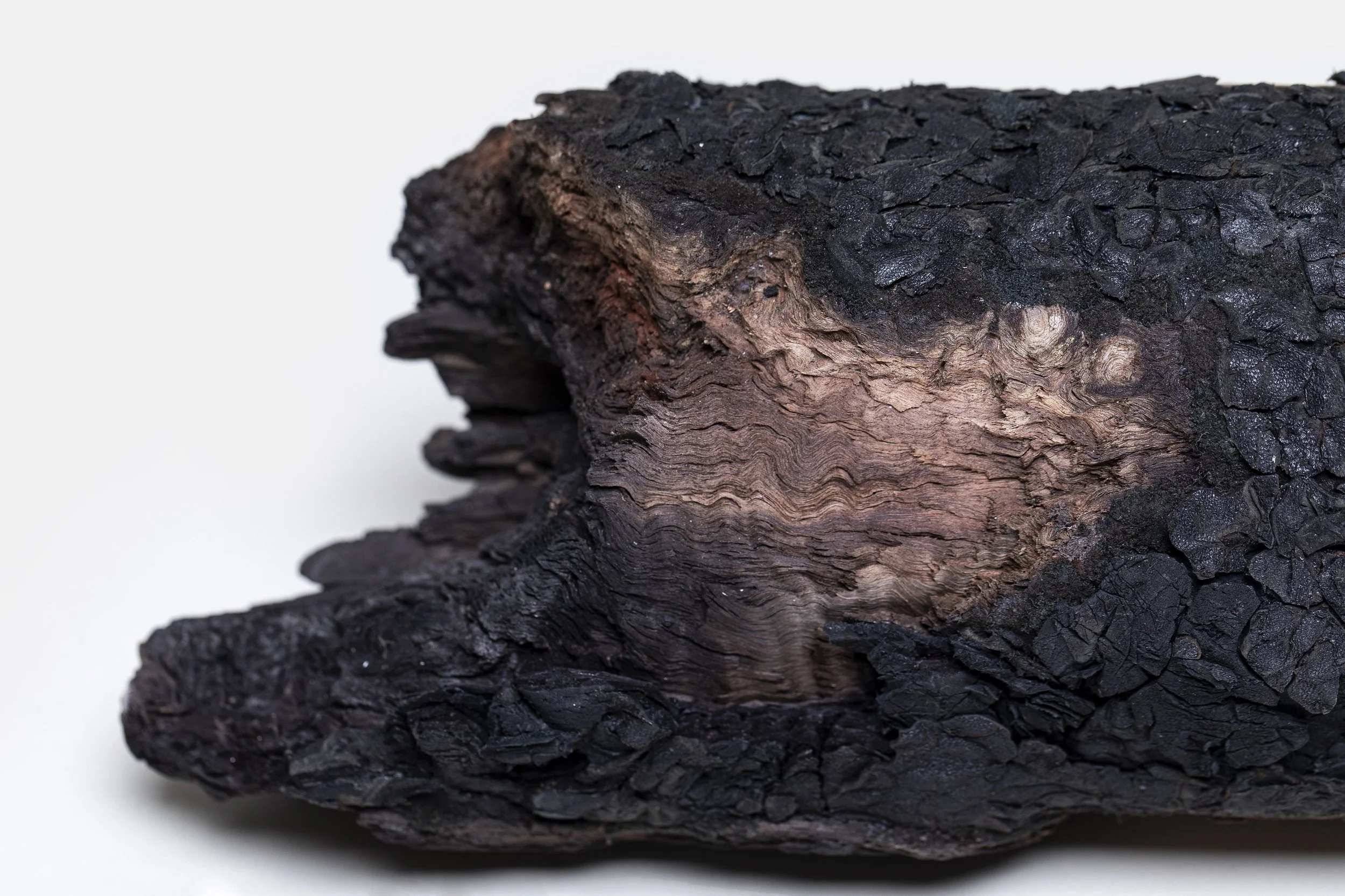 Live Timber (detail), 2020, Eucalyptus found timber, recycled leather, 40.5x14.2x13.2 cm