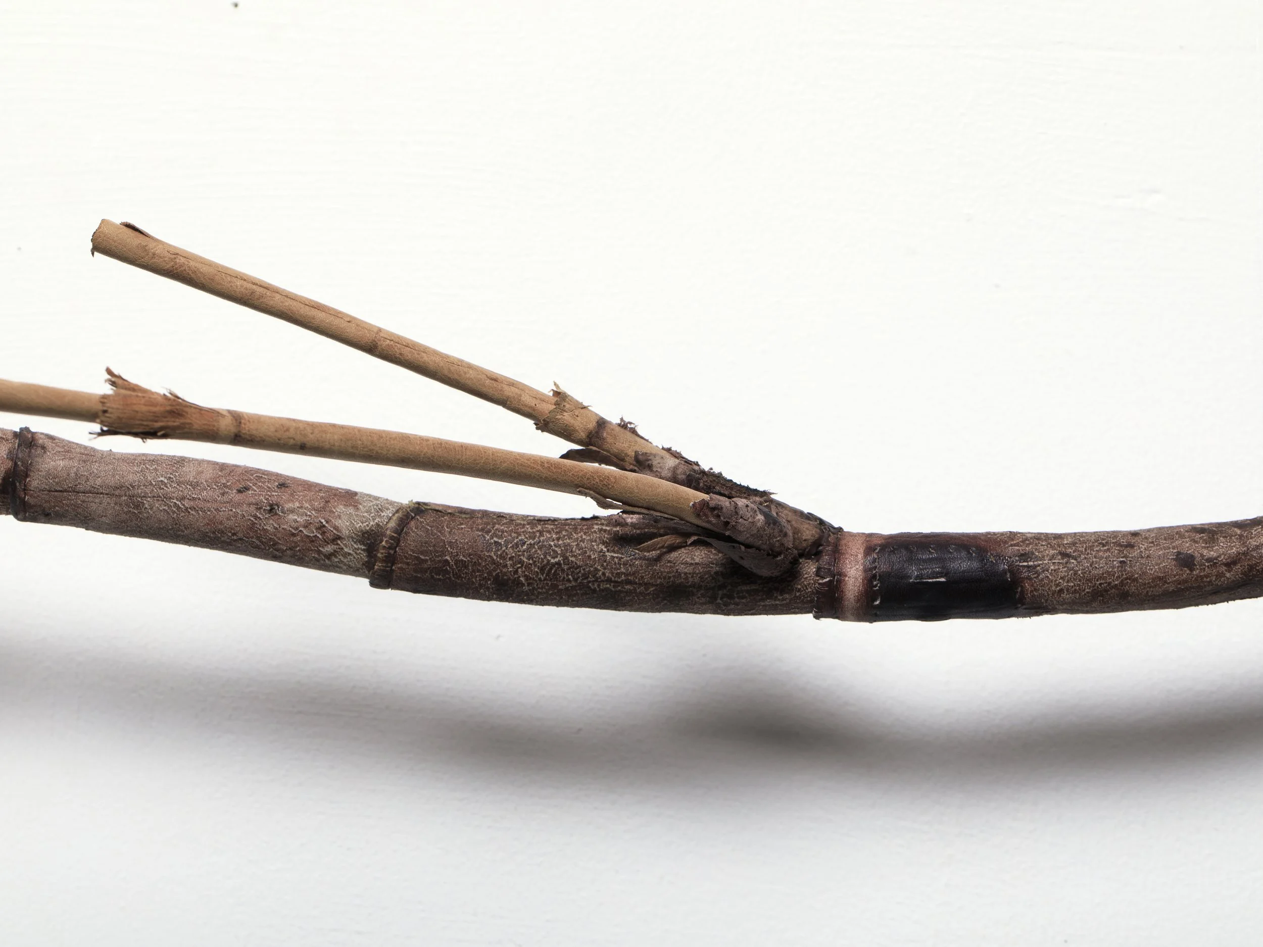 Arundo donax (detail), 2025, recycled leather, wax, 190x57x20 cm