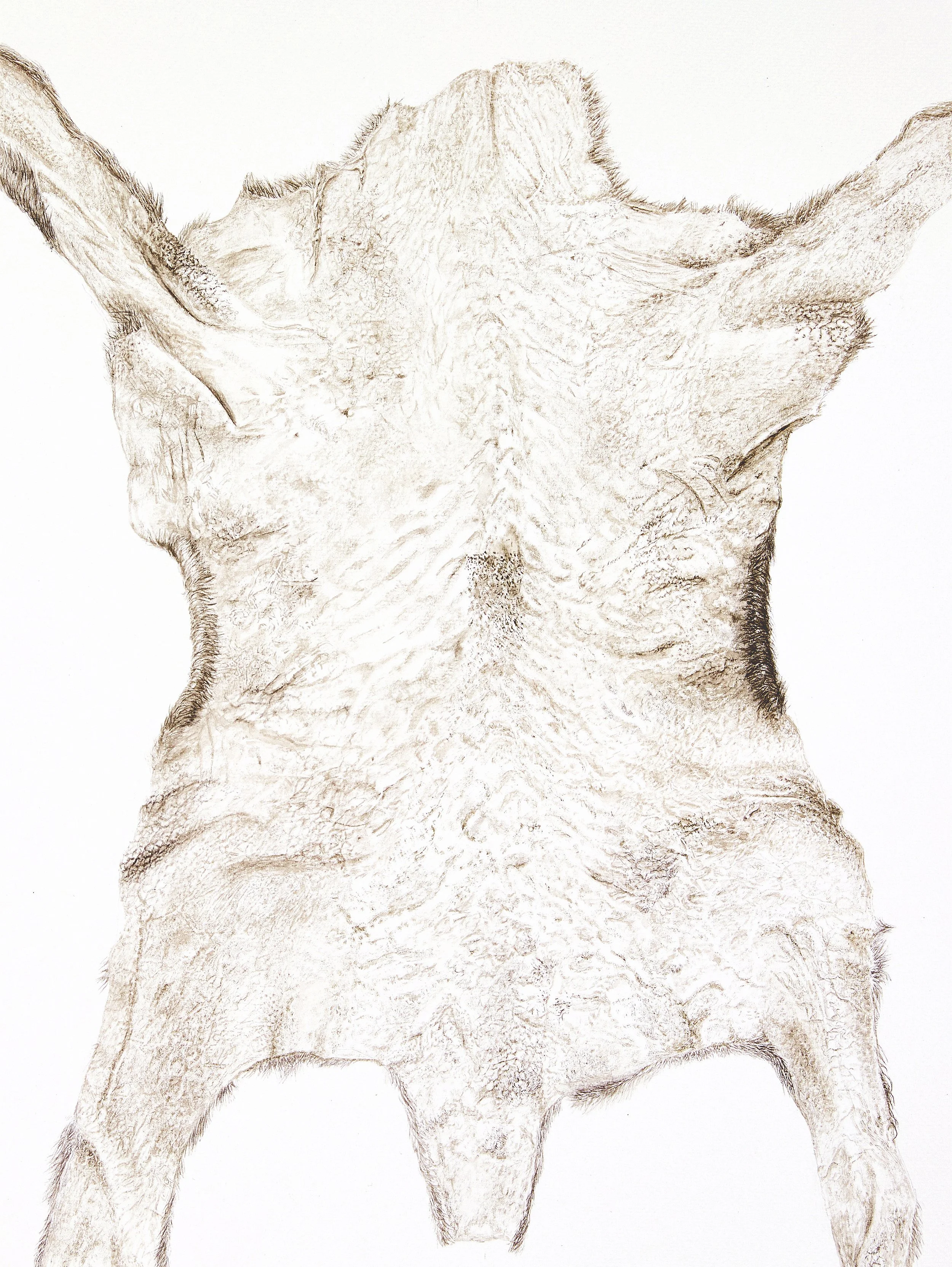 Karakul Lamb (Reverse Side), 2023
Watercolor on paper
48x36 cm (framed in Oak tree: 53x41 cm)