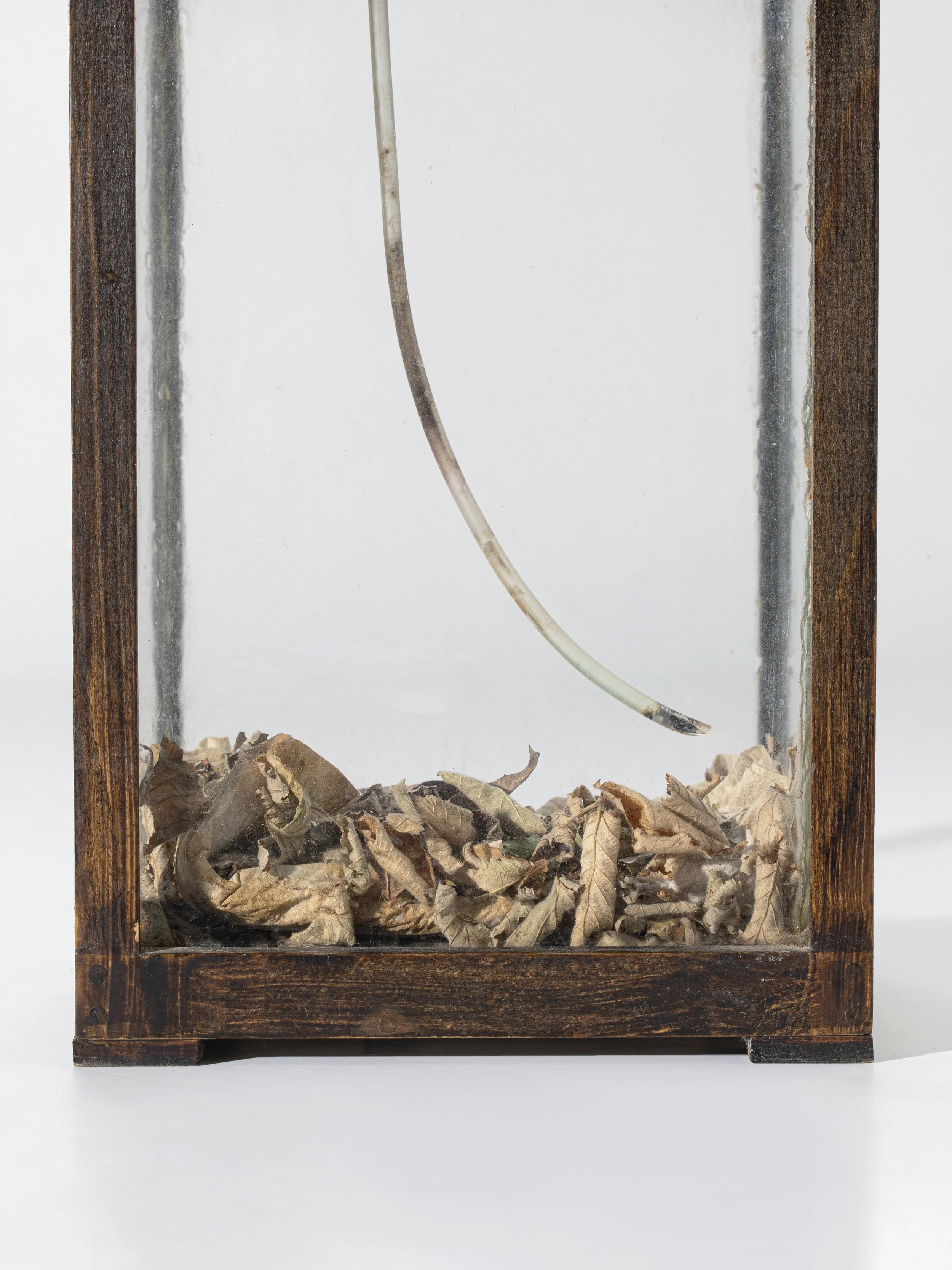 Terrarium (detail), 2025, wood, rubber tube, plastic connector, mesh, glass, test tubes with cuttings, dried Rubus ulmifolius. sanctus leaves, eggs of stick insect Phyllium letiranti 82x19x18.5 cm