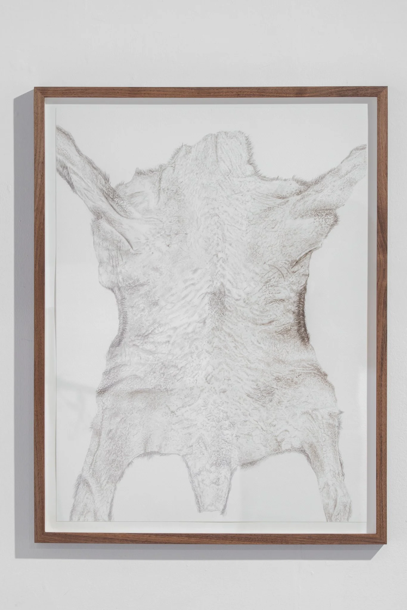 Karakul Lamb (Reverse Side), 2023, watercolor on paper, 48x36 cm (framed in Oak tree: 53x41 cm)