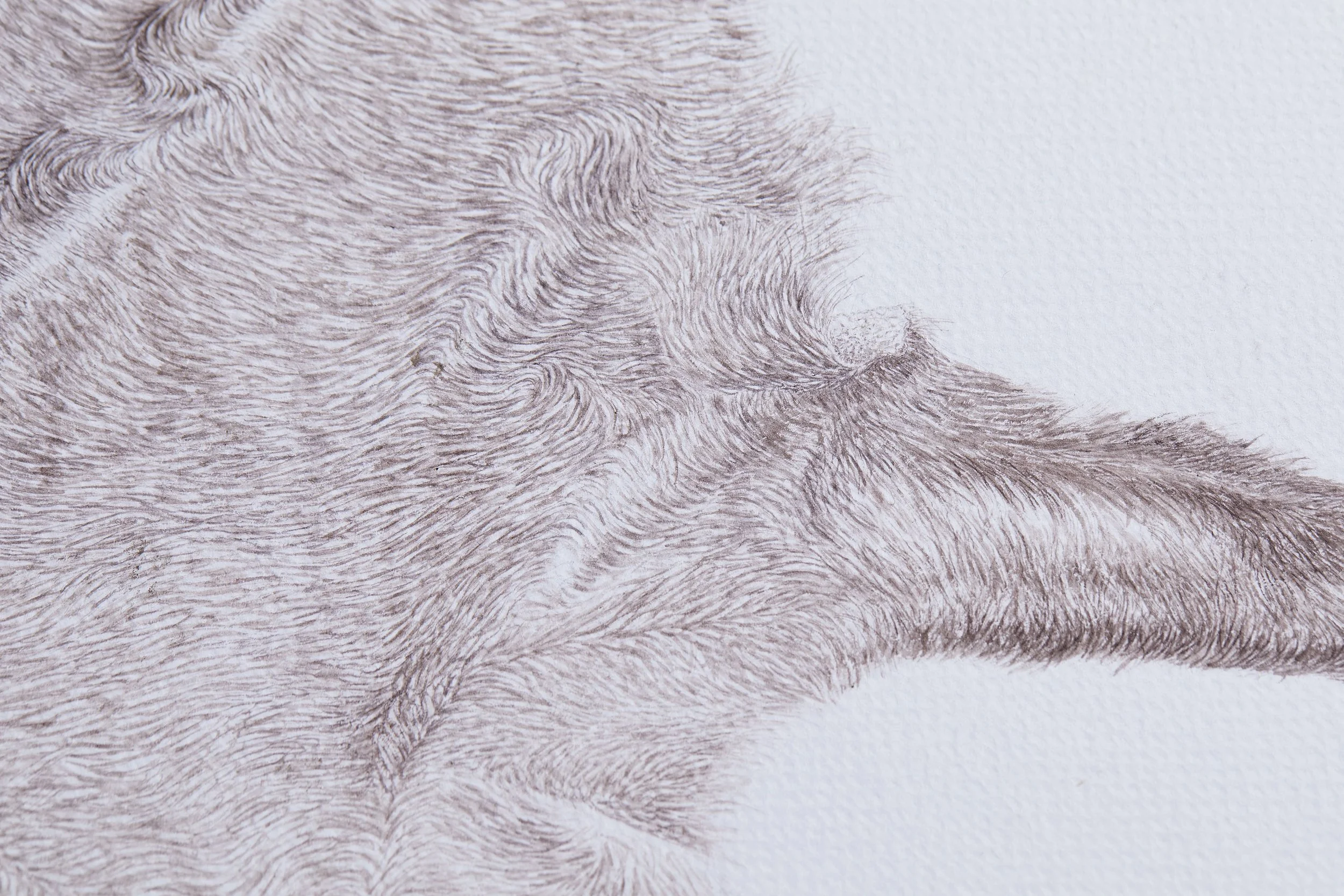 Karakul Lamb (detail), 2023, watercolor on paper, 48x36 cm (framed in Oak tree: 53x41 cm)