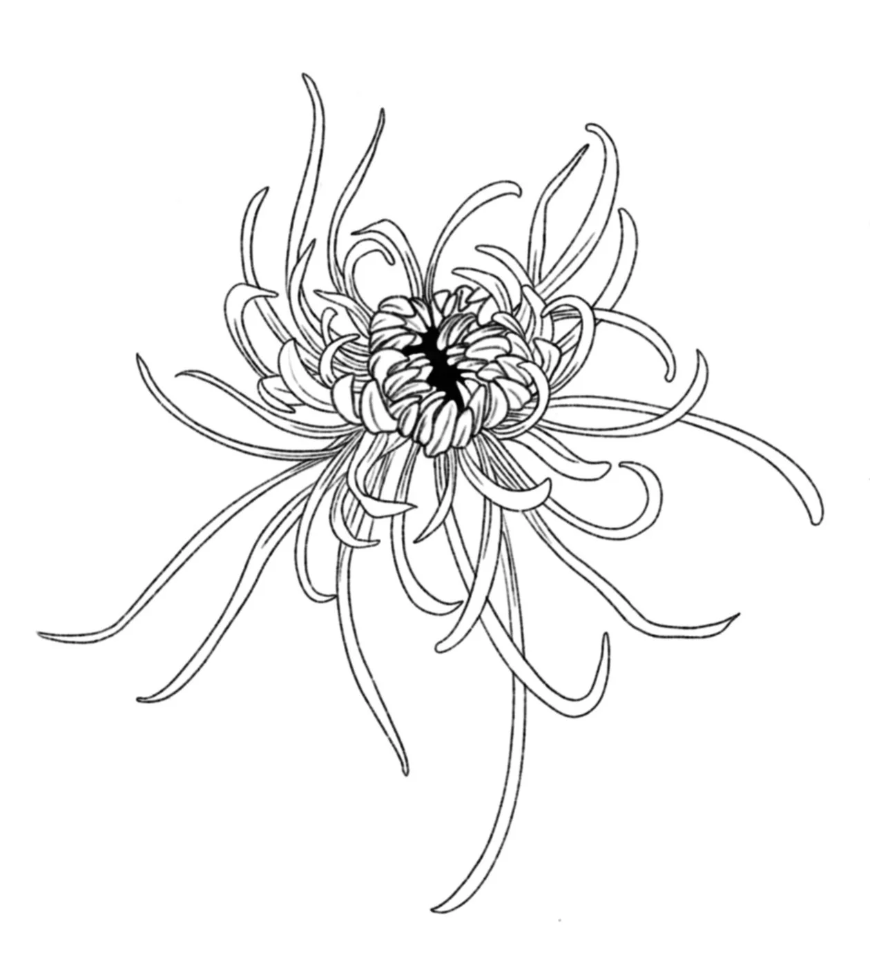 Black and white line drawing of a chrysanthemum flower with intricate petal details. tattoo outline, fine line.