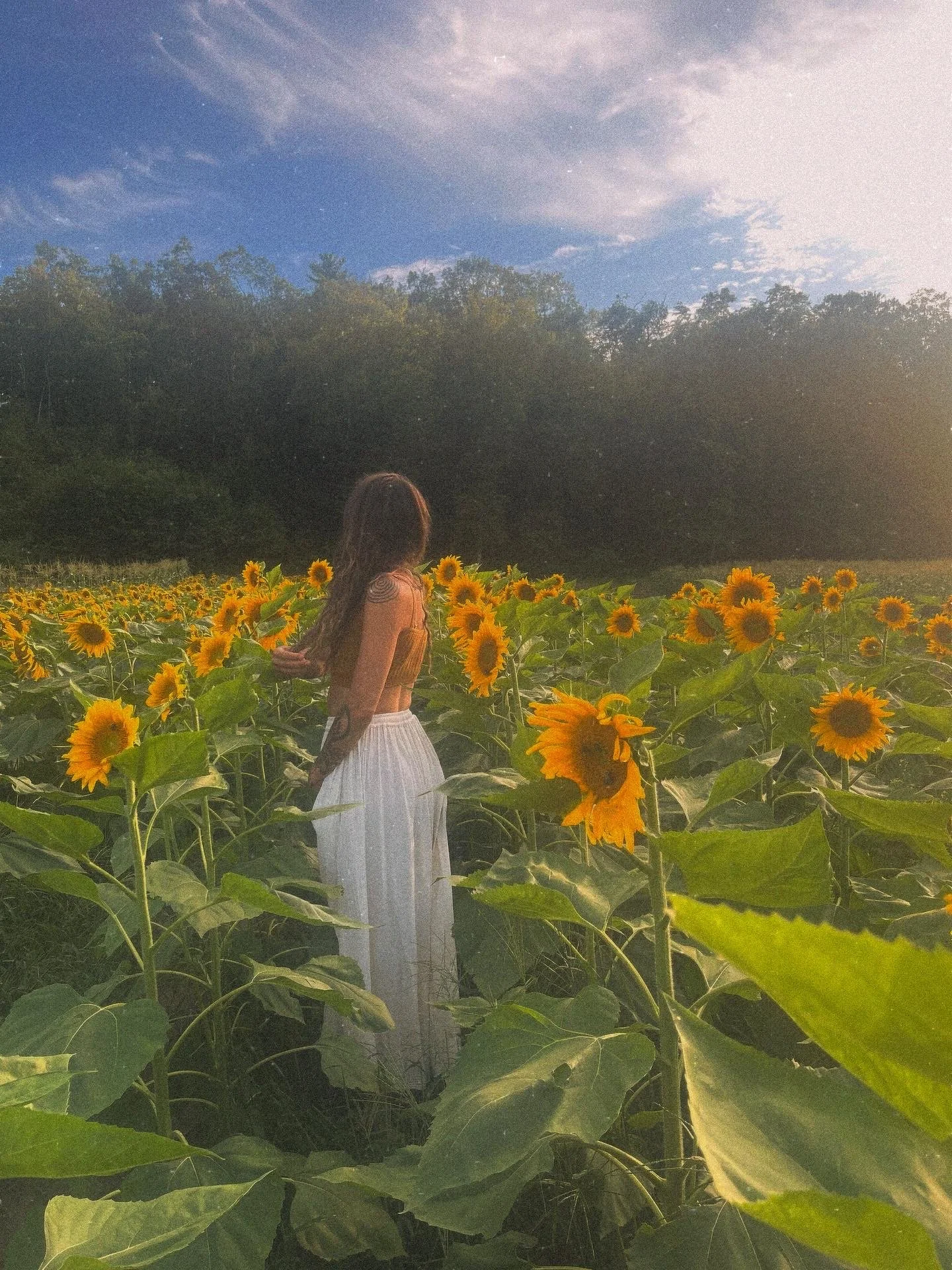 A woman with long hair in a sunflower field at sunset, with trees in the background, under a partly cloudy sky.