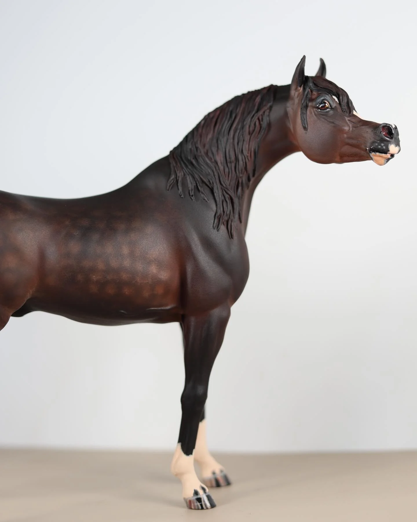 Love a good ole Arabian, my favorite breed 🫶