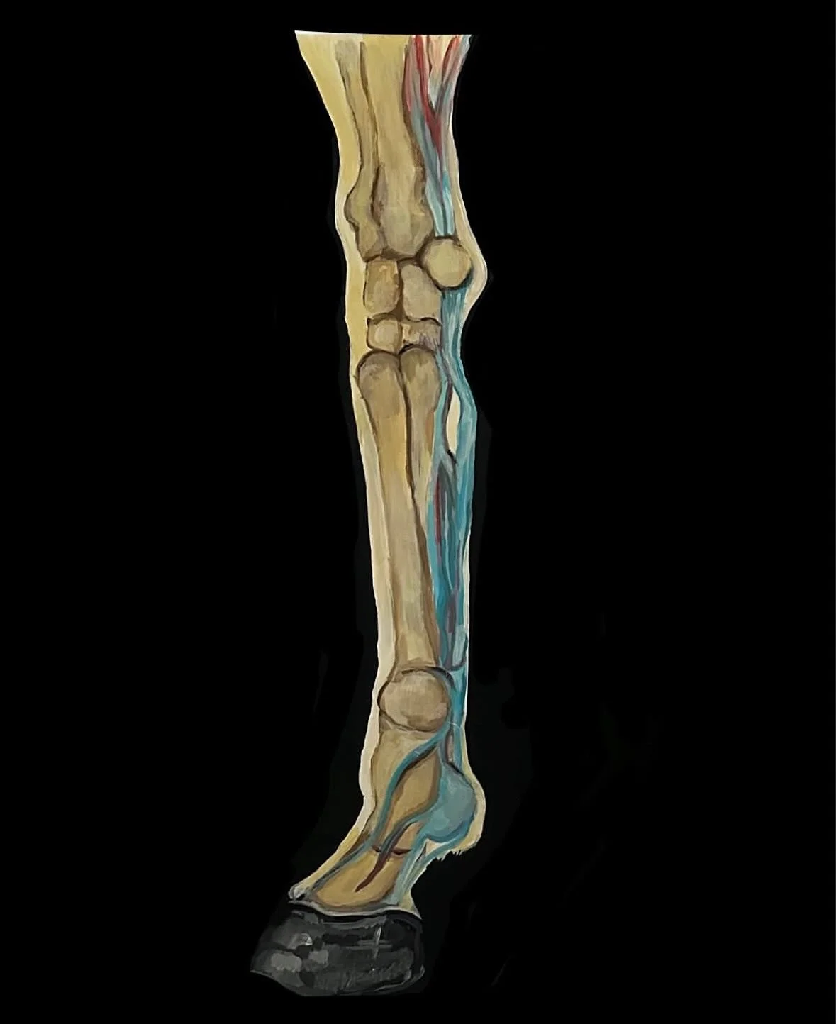 Equine Anatomy Legs / Acrylic on Poster Board 

Will be selling prints of these to whoever is interested 

{Tags}
#modelhorse #horseart #horse #anatomy #artist #anatomystudy #anatomyart #anatomydrawing #scientifcillustration #illustration #modelhorse