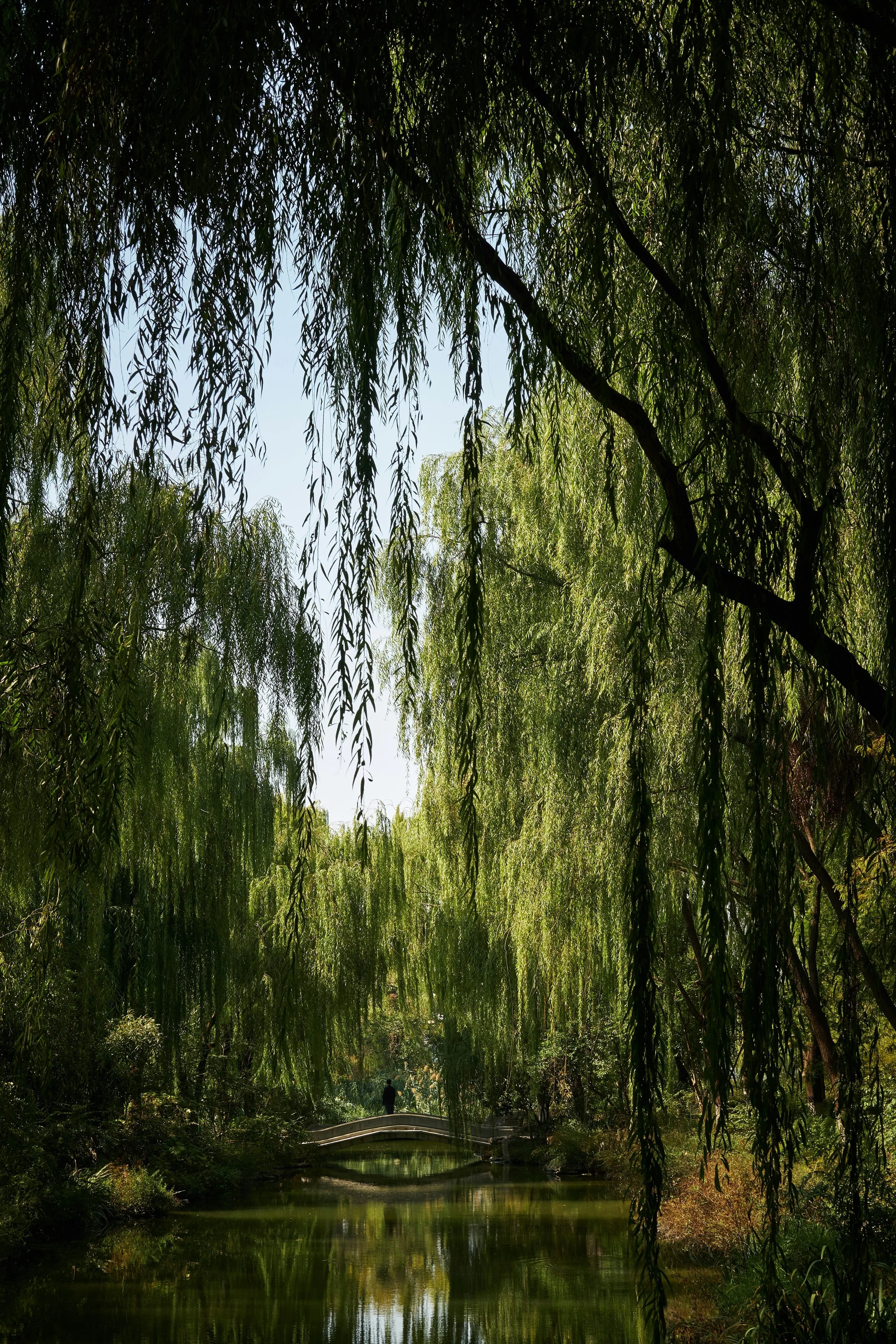 A scenic view of a pond surrounded by lush green hanging willow trees, with a small white bridge and a person standing on it. - Biblical Counselling Montreal
