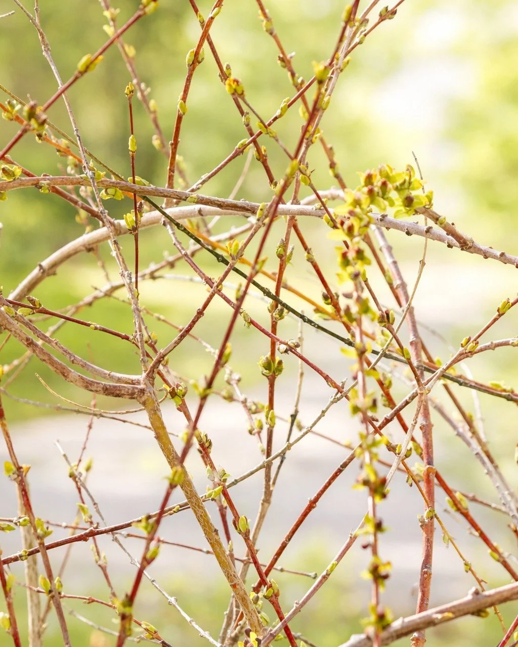 🌿 Gratitude, Abundance, Becoming&hellip;

Today I noticed tiny buds forming outside my window.

Nothing bloomed yet.
No big transformation - just quiet proof that something is happening.

And I felt it&hellip; gratitude.
The kind that softens into a