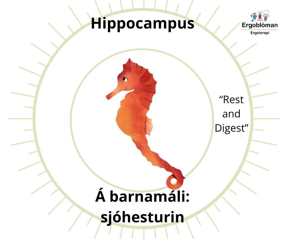 Hippocampus.jpg