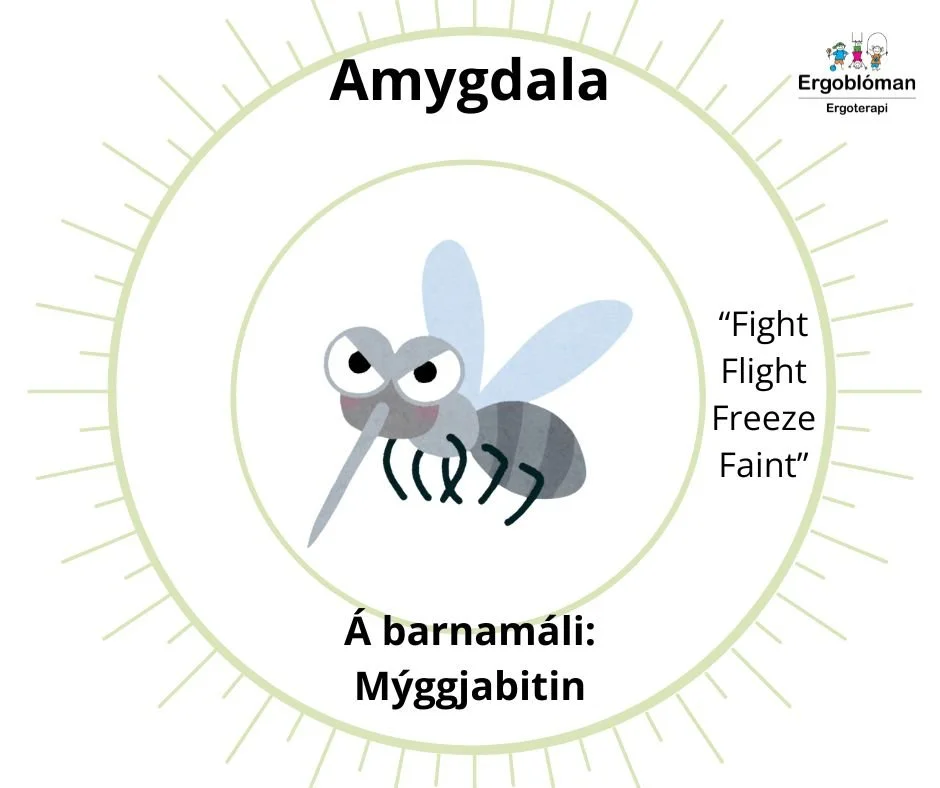 Amygdala.jpg