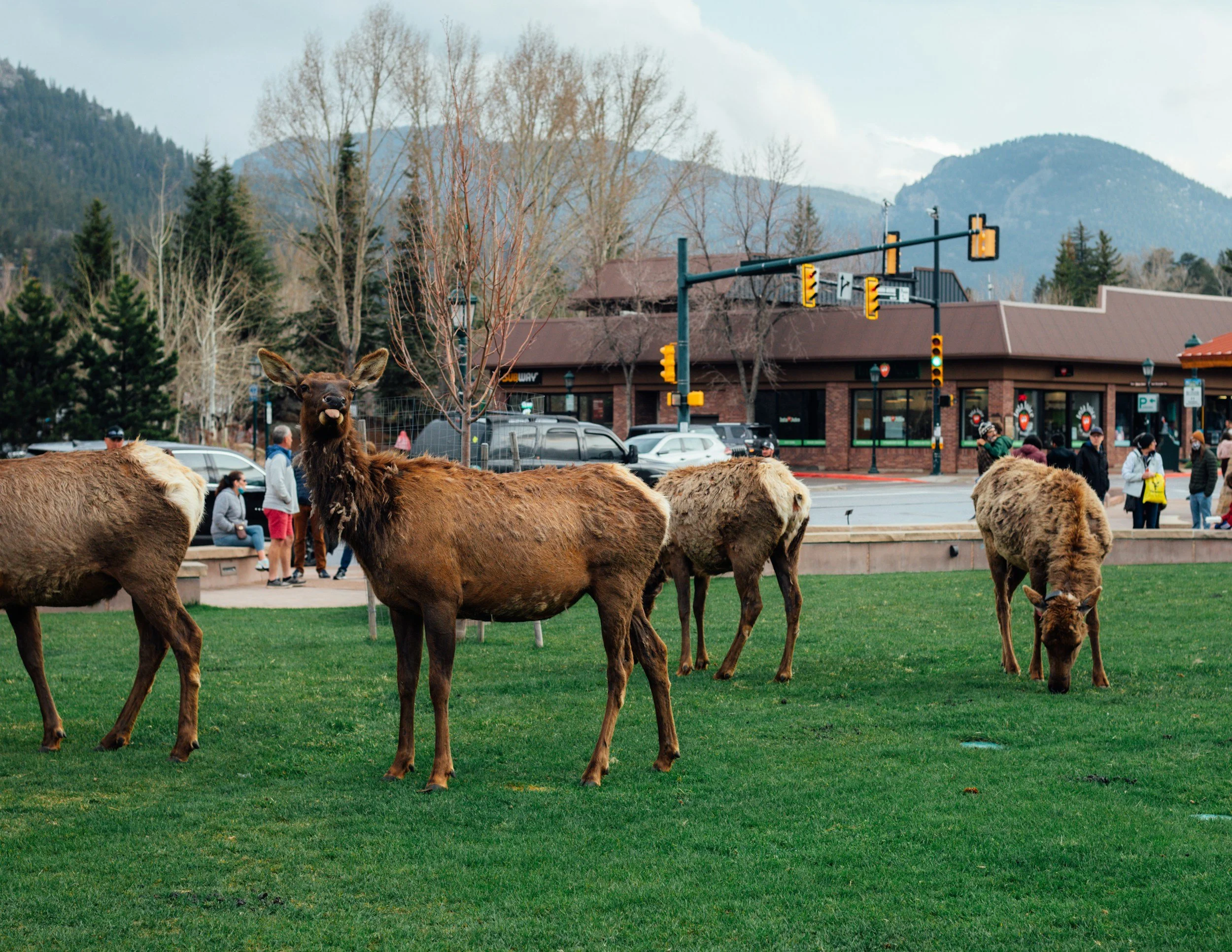 Deer, moose, or elk grazing on a grassy area in a park or town with a mountain backdrop and people walking on a nearby sidewalk.