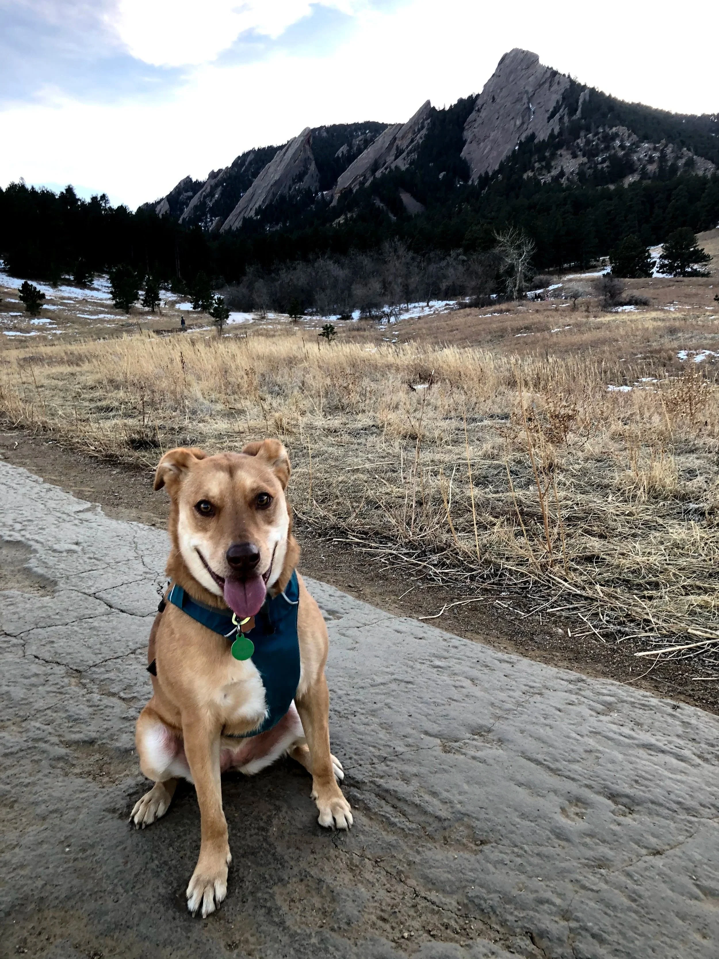 A smiling dog with a harness sitting on a stone path in a mountainous landscape with grass, trees, and large rocky peaks in the background.