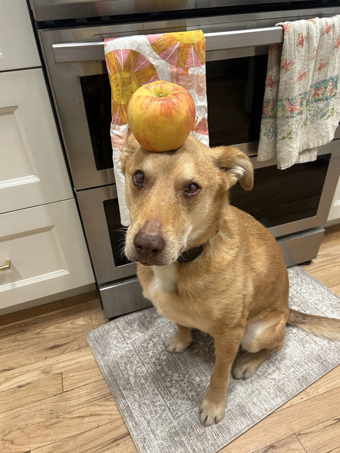 A brown dog sitting on a gray rug in a kitchen, with an apple balanced on its head. There are dish towels hanging from the oven handle, and the dog is looking at the camera.