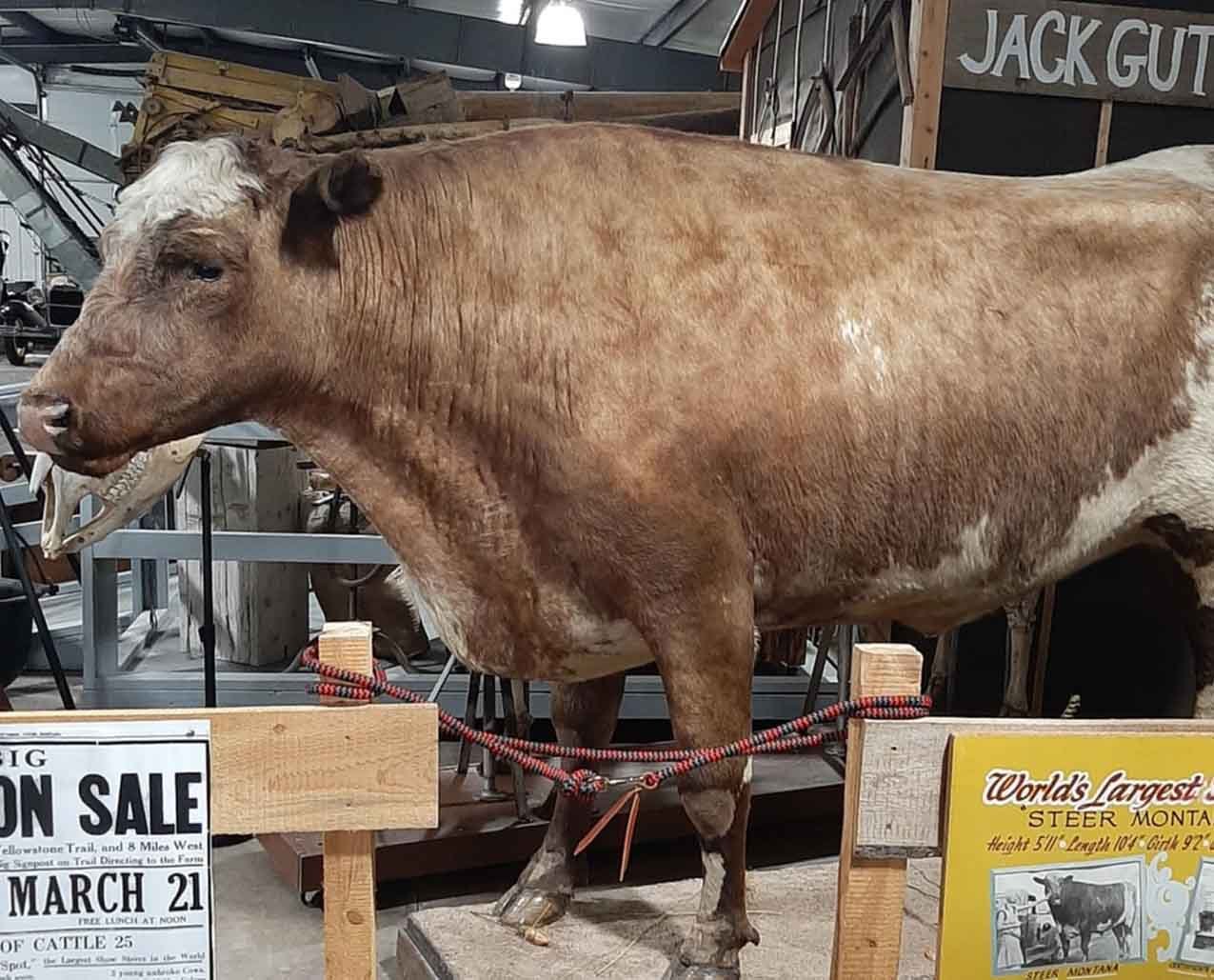 Steer.jpg