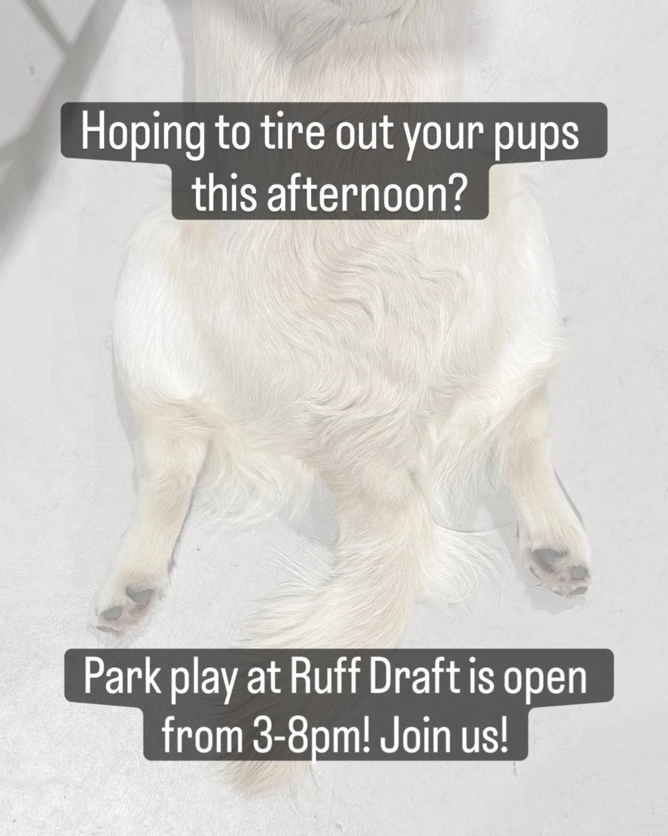 Your dog deserves friends. 
You deserve a drink. 

Open every weekday for park play: 3-8 pm

*Sploot results not guaranteed&mdash;but highly likely. 

#RuffDraft #ParkPlay #TireOutYourDog #woodinvilledogs
