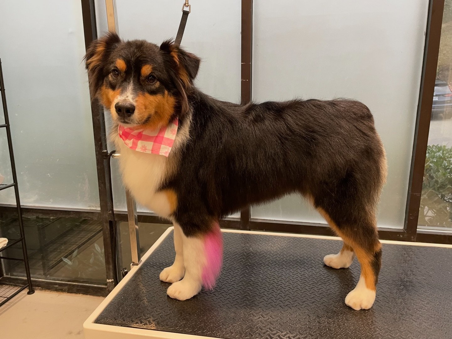Poppy&rsquo;s big personality called for a fun pop of color. 💗

She came in for a full bath and groom and left with a little something extra to match her vibe. That pink feather accent? We&rsquo;re obsessed.

Leah took the time to make the whole exp