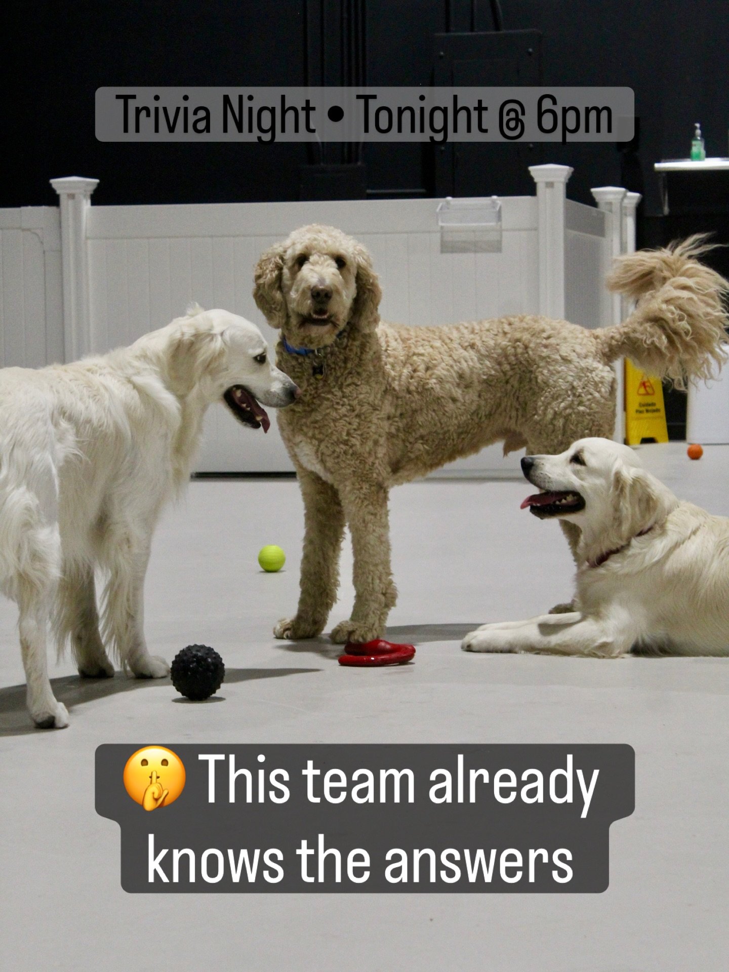 Trivia night tonight at Ruff Draft.

These dogs already know the answers.
They just refuse to help the humans.

Bring a team, grab a pint, and see if you can outscore them.

Also happening this week:
🍀St. Patrick&rsquo;s Cookie Basket Raffle
Ticket 