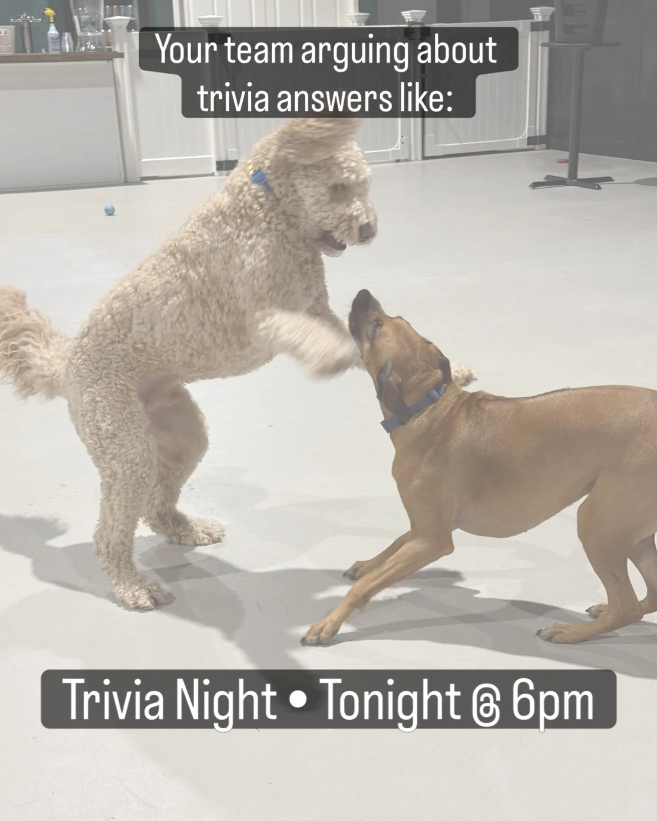 Everyone&rsquo;s got one person like this on their team.

You know exactly who.

Dogs. Beer. Trivia. Tonight @ 6pm. 

#woodinvilleevents #trivianight #pnwdogs