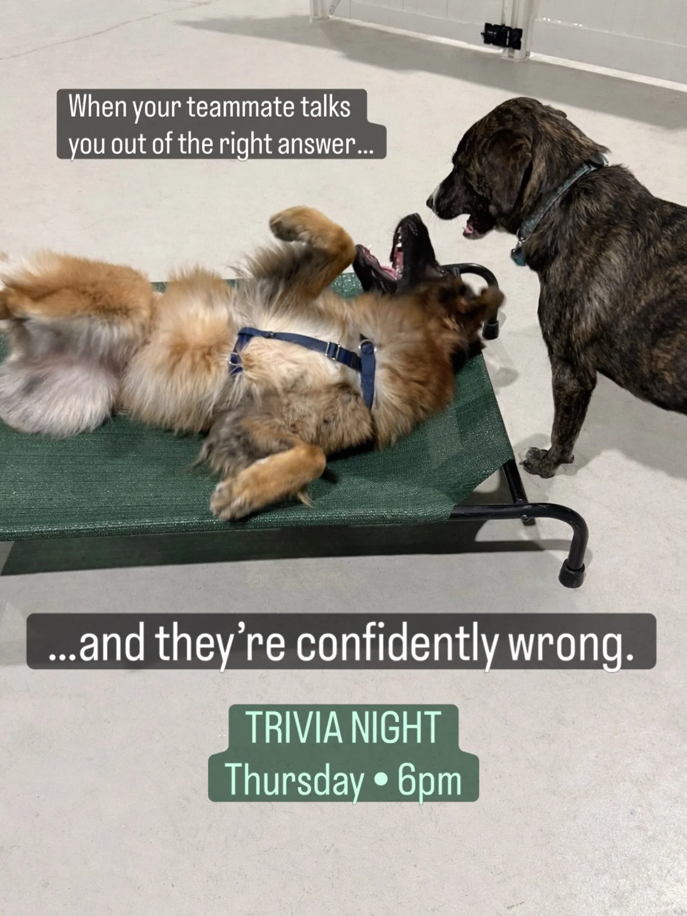 We&rsquo;ve all been there. The real question is: are you the one talking your team out of the right answer?

Don&rsquo;t miss trivia night at Ruff Draft!
Thursday &bull; 6pm

#thingstodoseattle #dogfriendly #woodinville #craftbeer #pnwdog