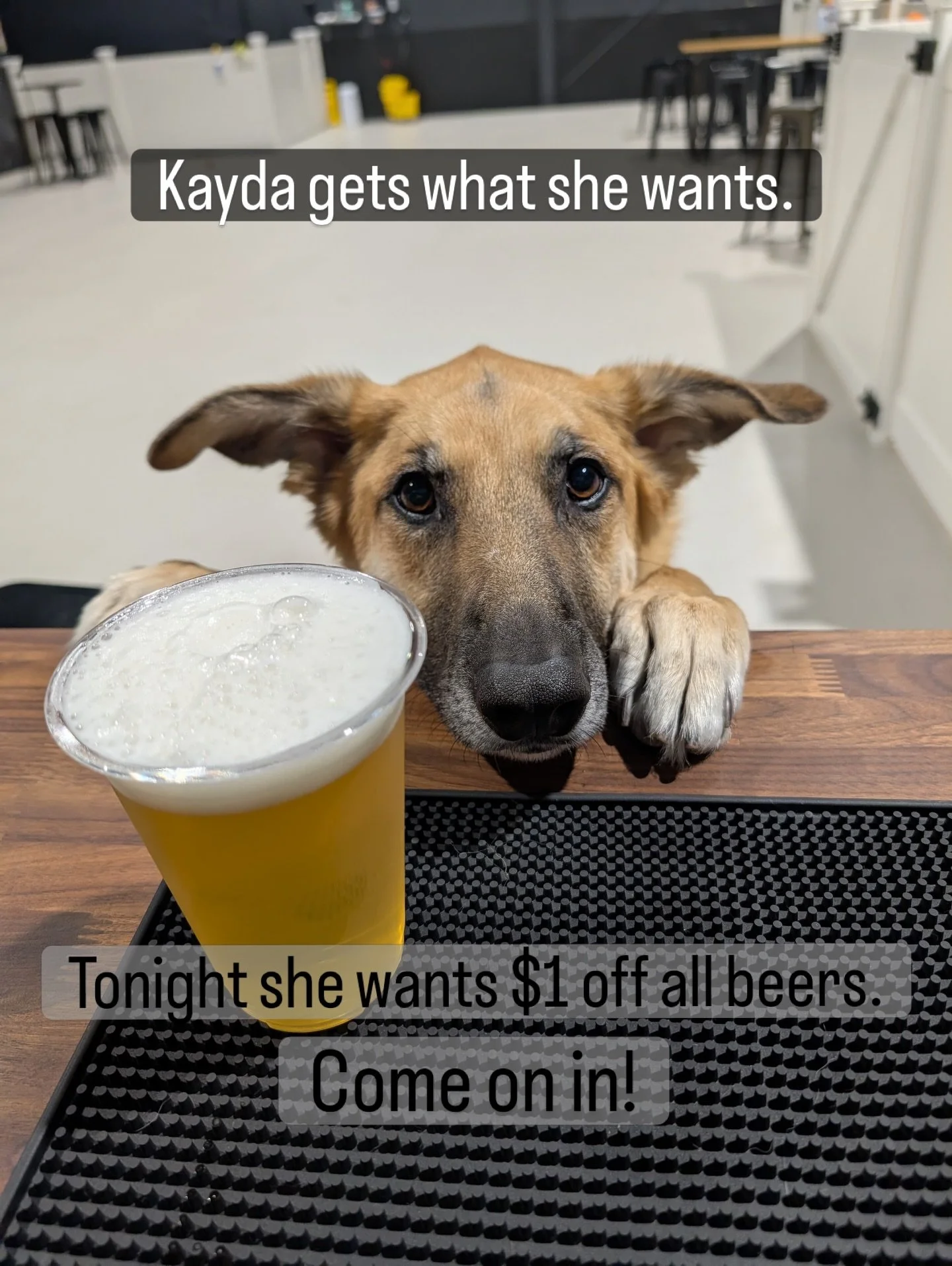 Kayda&rsquo;s running the show tonight. And her first decision? $1 off all beer, cider and wine! 

Come on in, have a relaxing night with (or without) your pup, and enjoy some great drinks.

Open until 10pm!

#woodinvillehappyhour #dollaroffdrinks #p