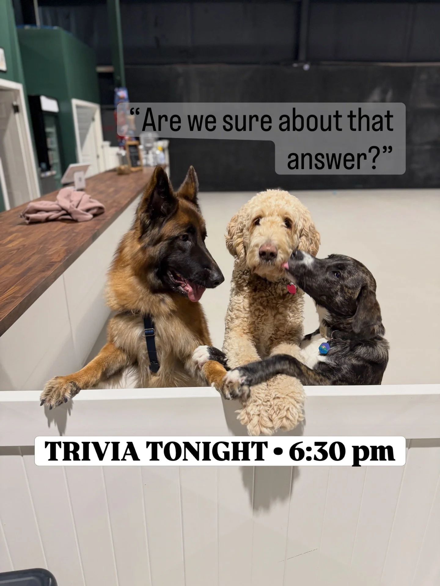 Big news! Trivia now starts at 6:30pm.

Good friends, good drinks&mdash;dogs always welcome but not required.

#trivianight #thingstodoseattle #dogfriendly #woodinvillewa