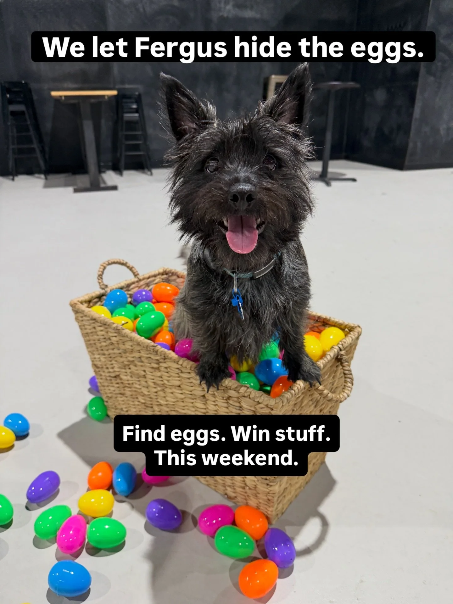 Easter Egg Hunt at Ruff Draft this weekend! 

🐾 Dog egg grab (60 seconds, up to 3 eggs per dog)
🍺 One egg earned per beverage purchased

What&rsquo;s inside the eggs?
&bull; Treats for your pup
&bull; Pup cup vouchers
&bull; Free park play passes
&