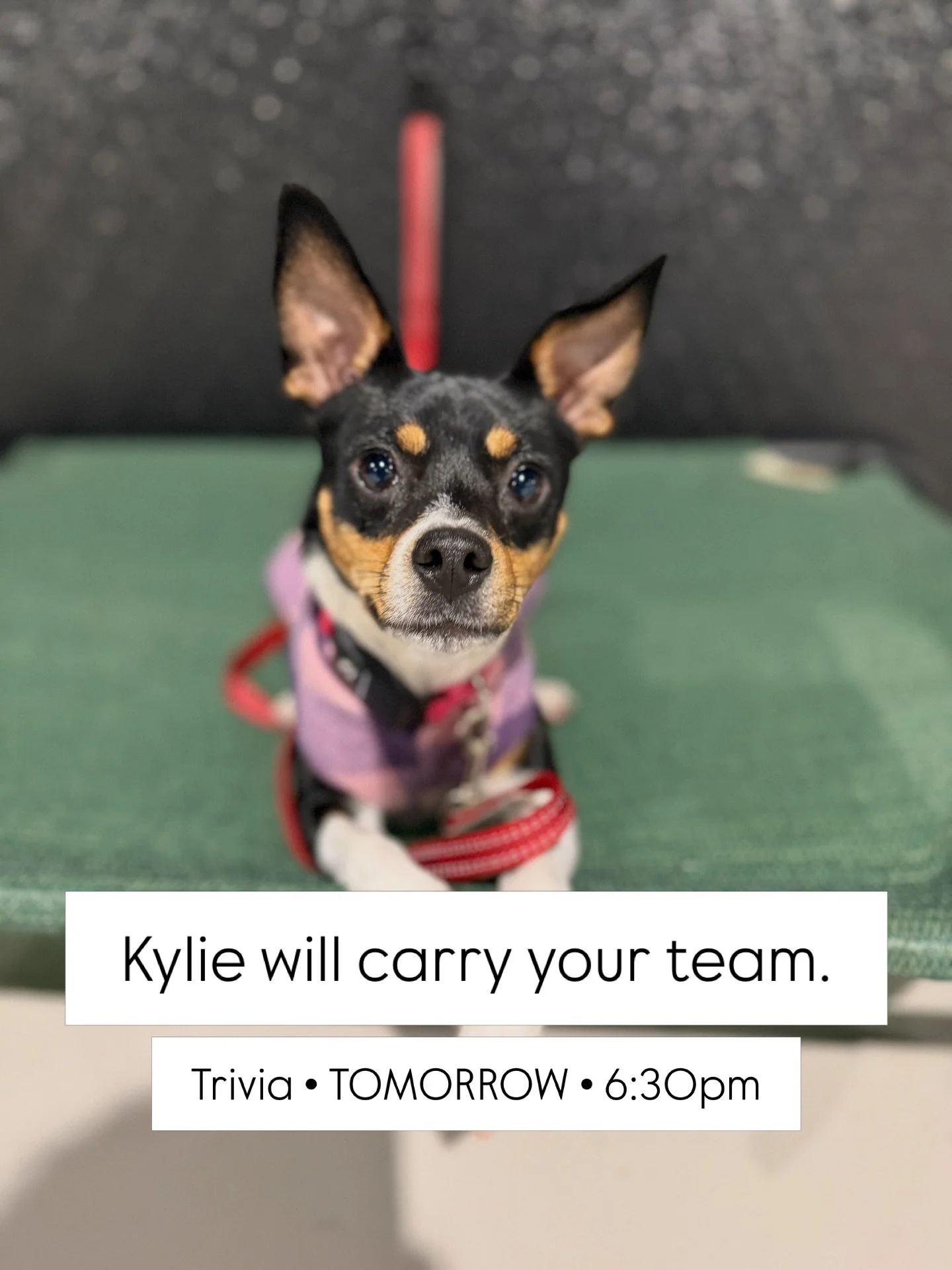 Trivia is back tomorrow (Thursday) at 6:30!

Bring your team&hellip; or just bring Kylie.

#trivianight #woodinville #taproom #dogfriendly #thingstodo