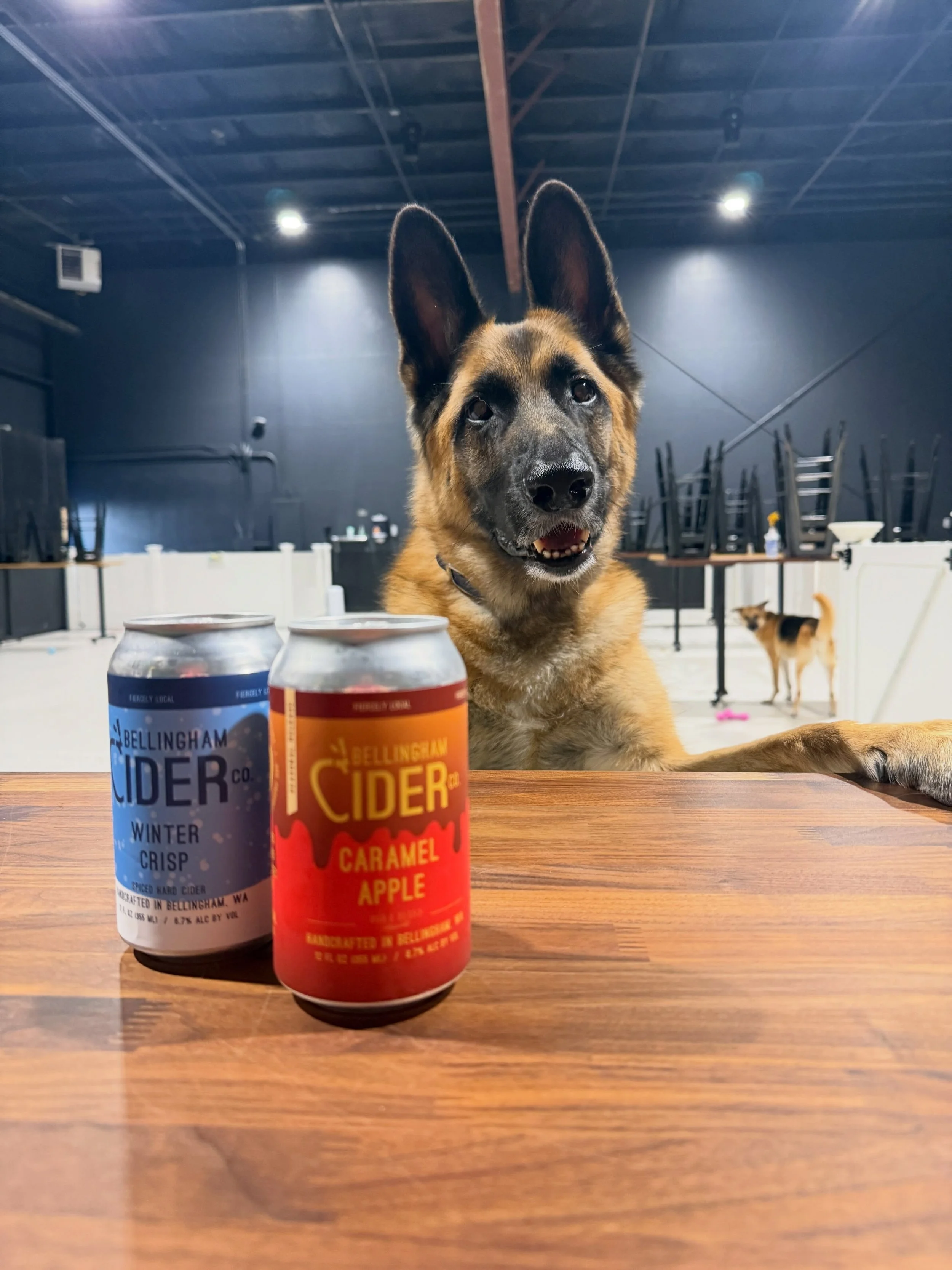 Cozy cider season is here, and Veli has conducted a very thorough inspection. He approves!

We just brought in a few seasonal favorites from @bellinghamcider! Cans of Caramel Apple and Winter Crisp are in the cooler, and Spiced Pumpkin is up next on 