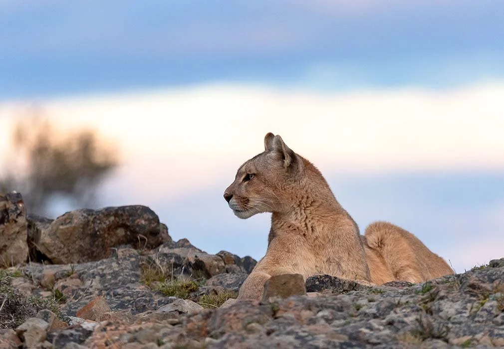 Discover Patagonia Differently 