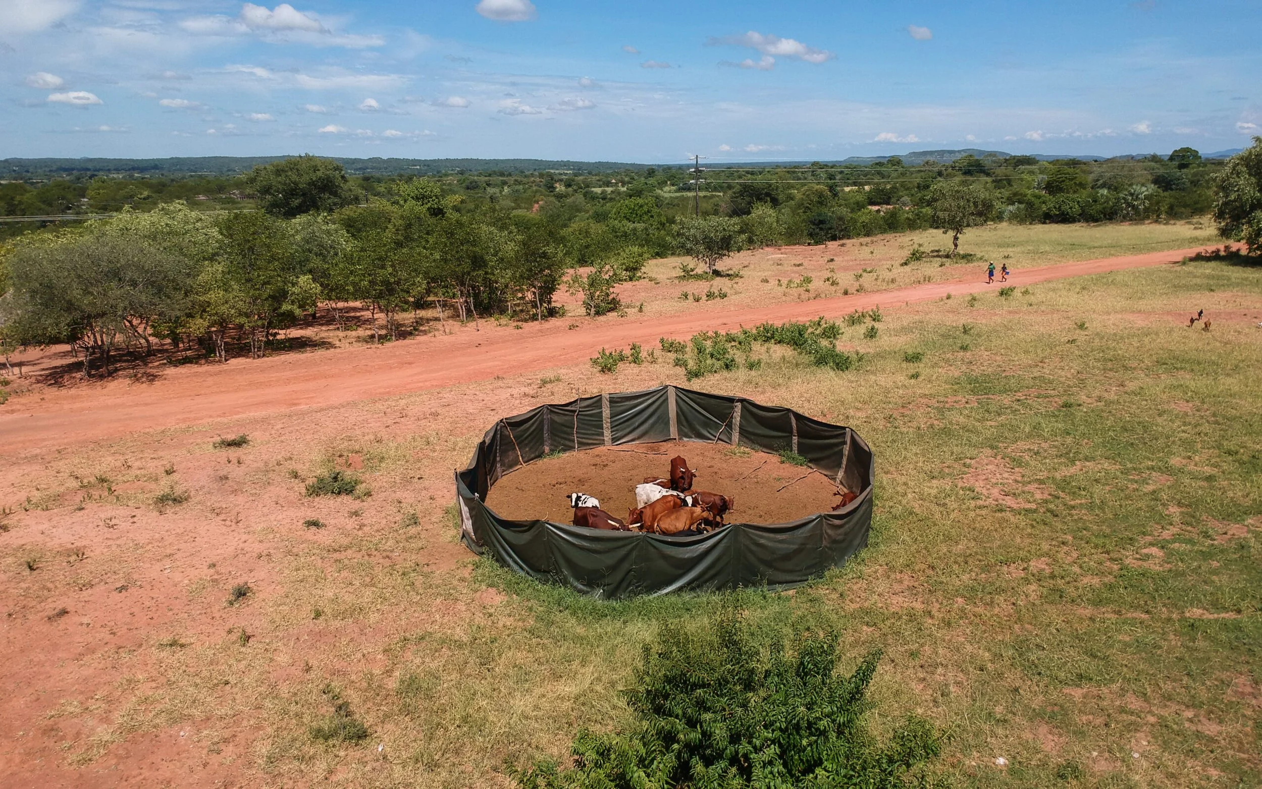 lion proof boma.jpg