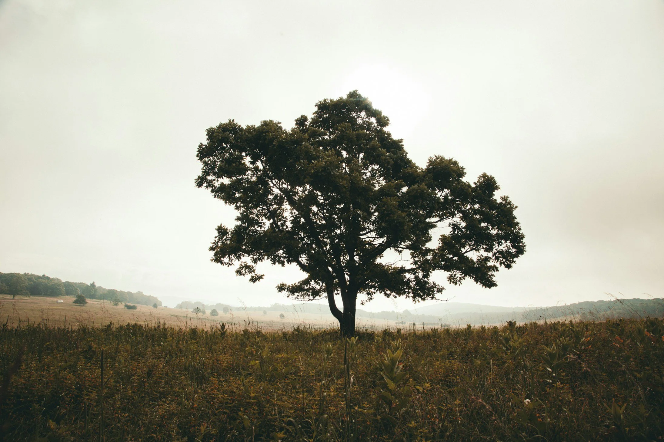 The Root of Anxiety