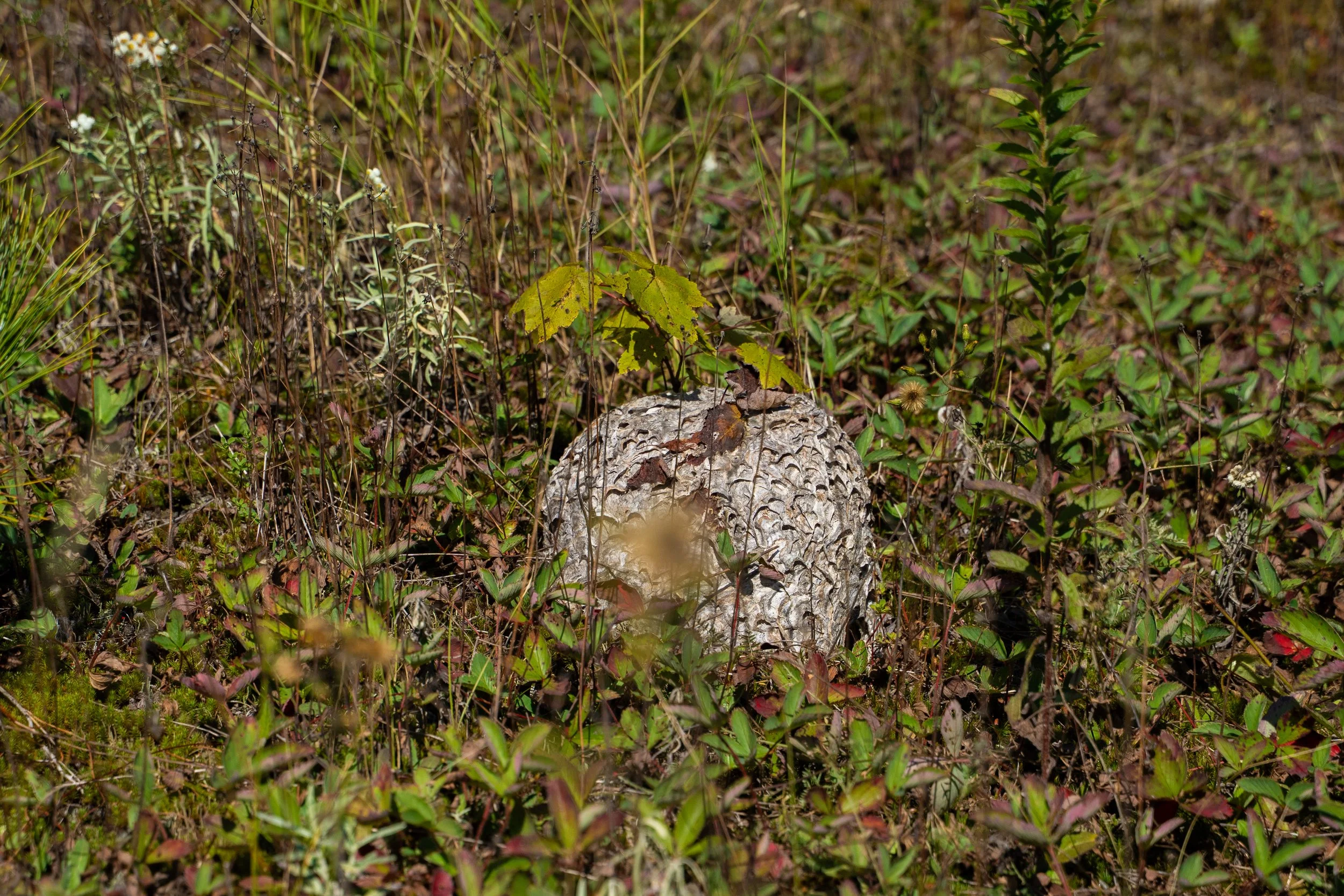 Champignon blanc avec texture écailleuse dans un sous-bois vert et brun. 