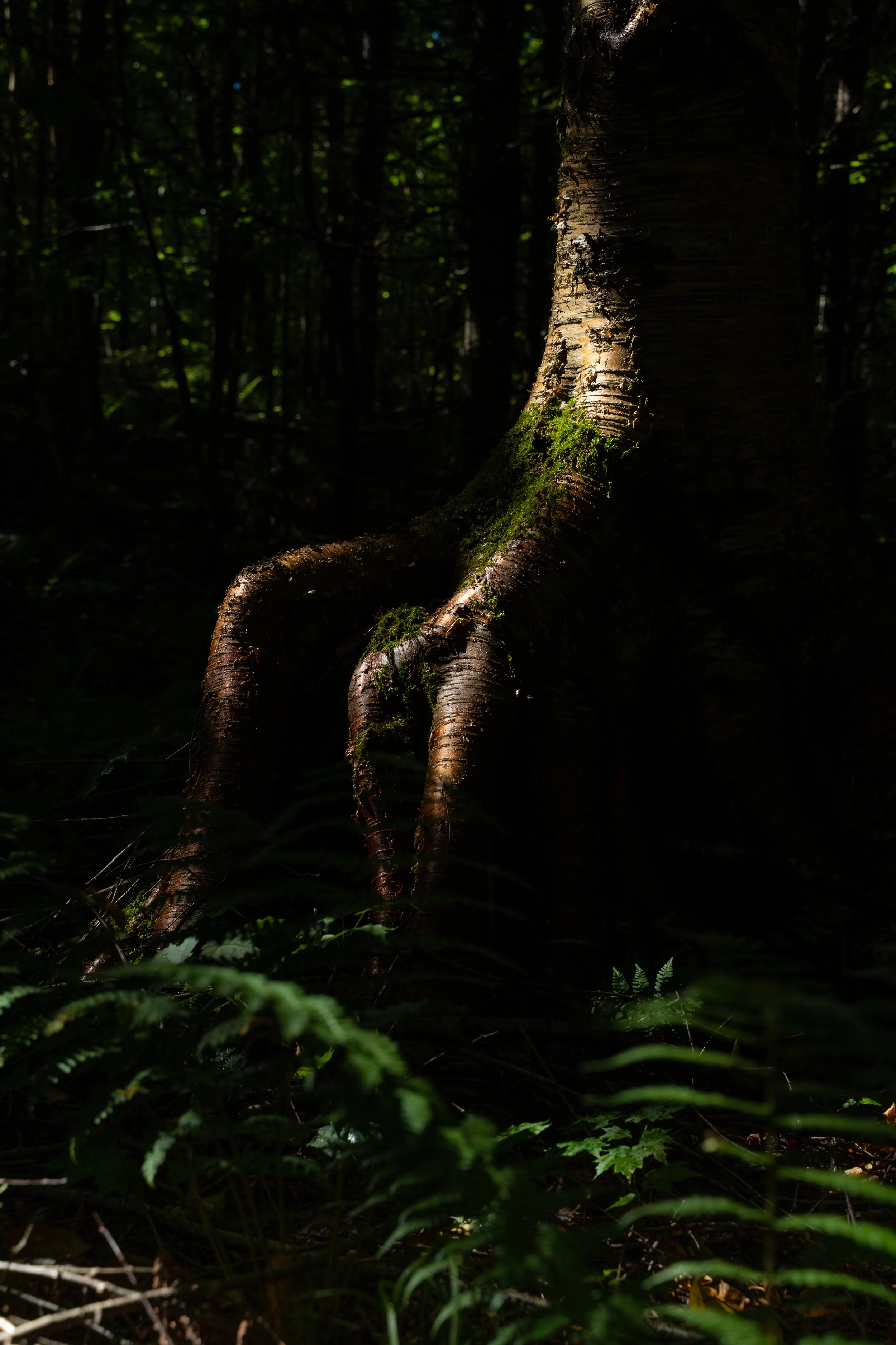 Tronc d'arbre dans une forêt sombre avec des racines apparentes, couleurs sobres et éclairage tamisé.